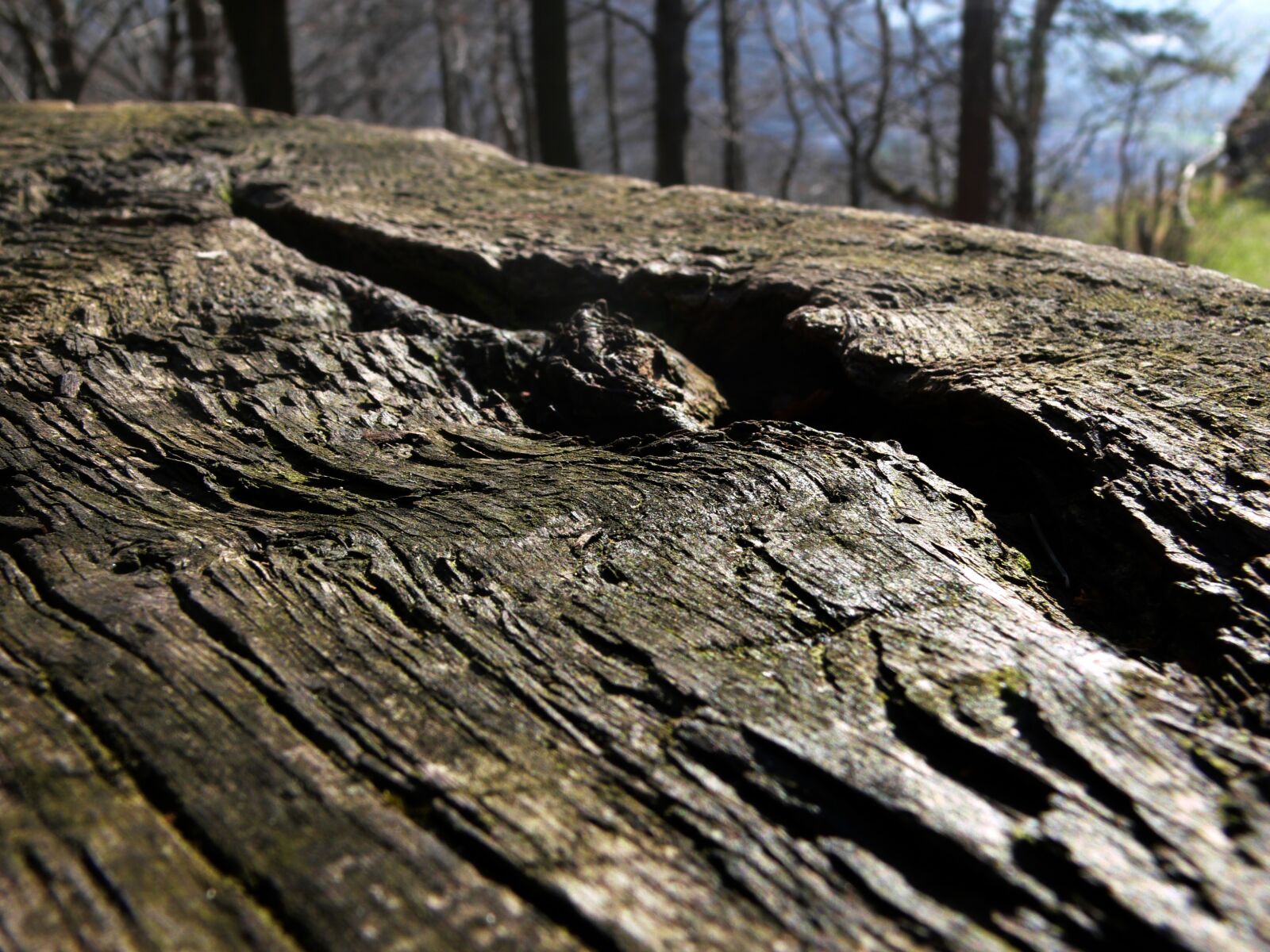 Panasonic DMC-FZ30 sample photo. Log, lying, oak photography