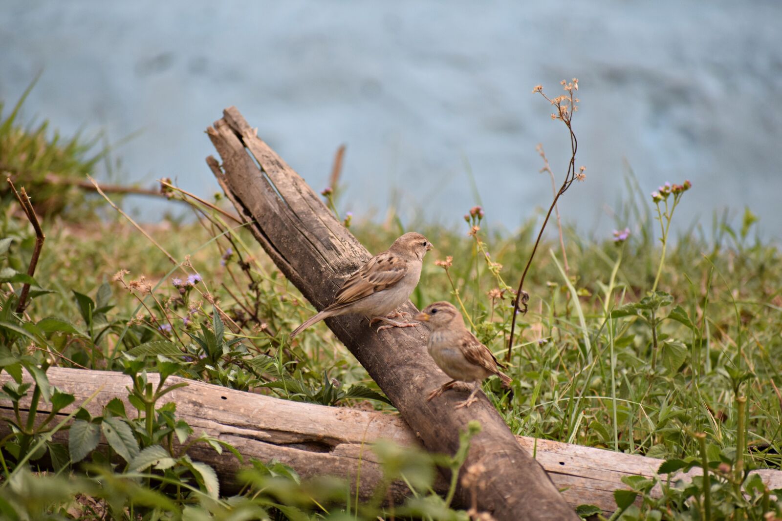 Nikon D3300 sample photo. Sparrows, sitting, bird photography