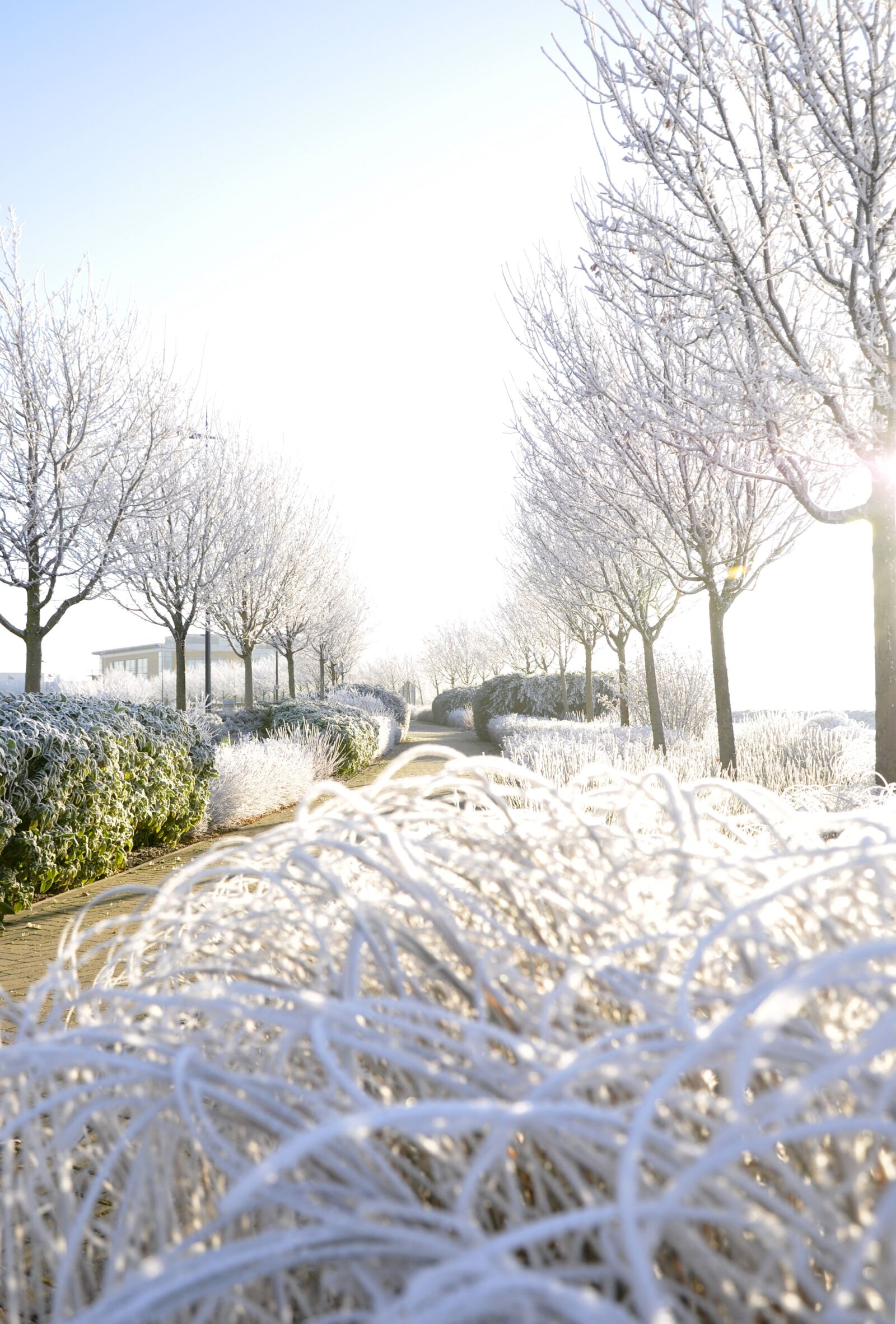 Nikon D90 sample photo. Winter, frost, cold photography
