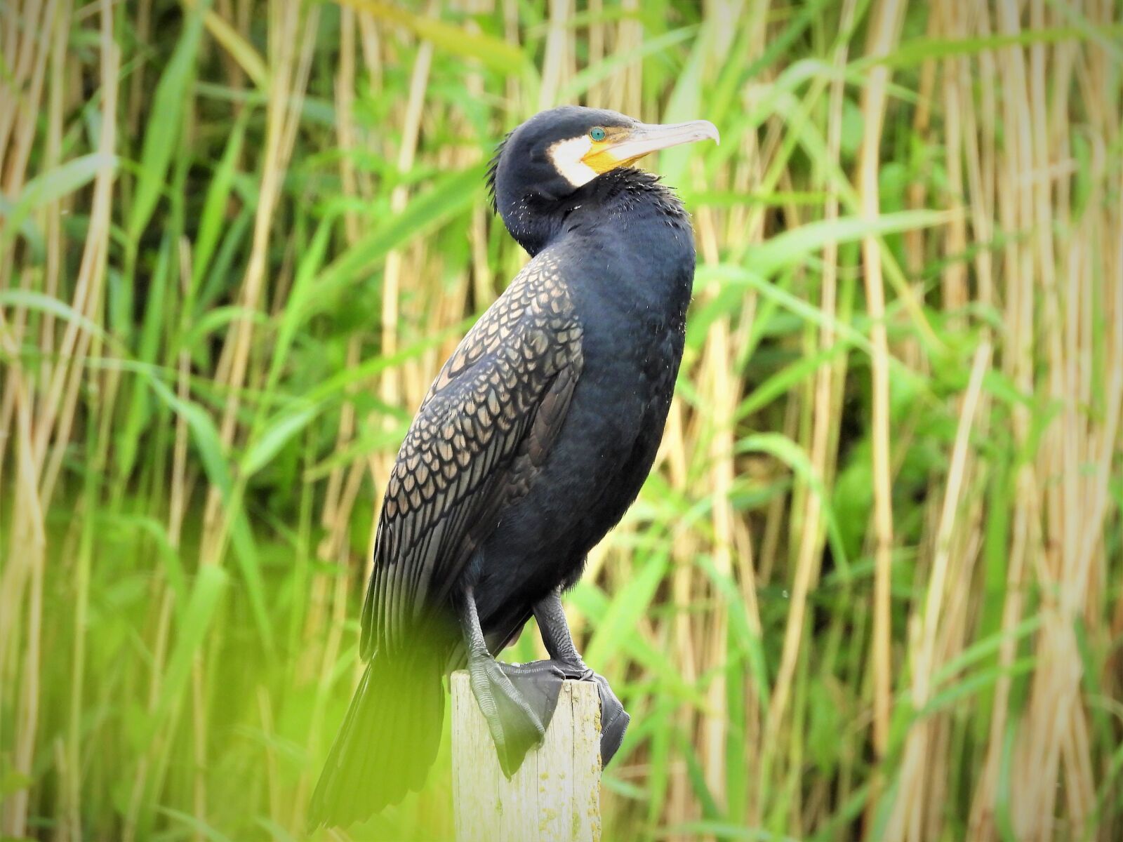 Nikon Coolpix P1000 sample photo. Great cormorant, waterfowl, fish-eating photography