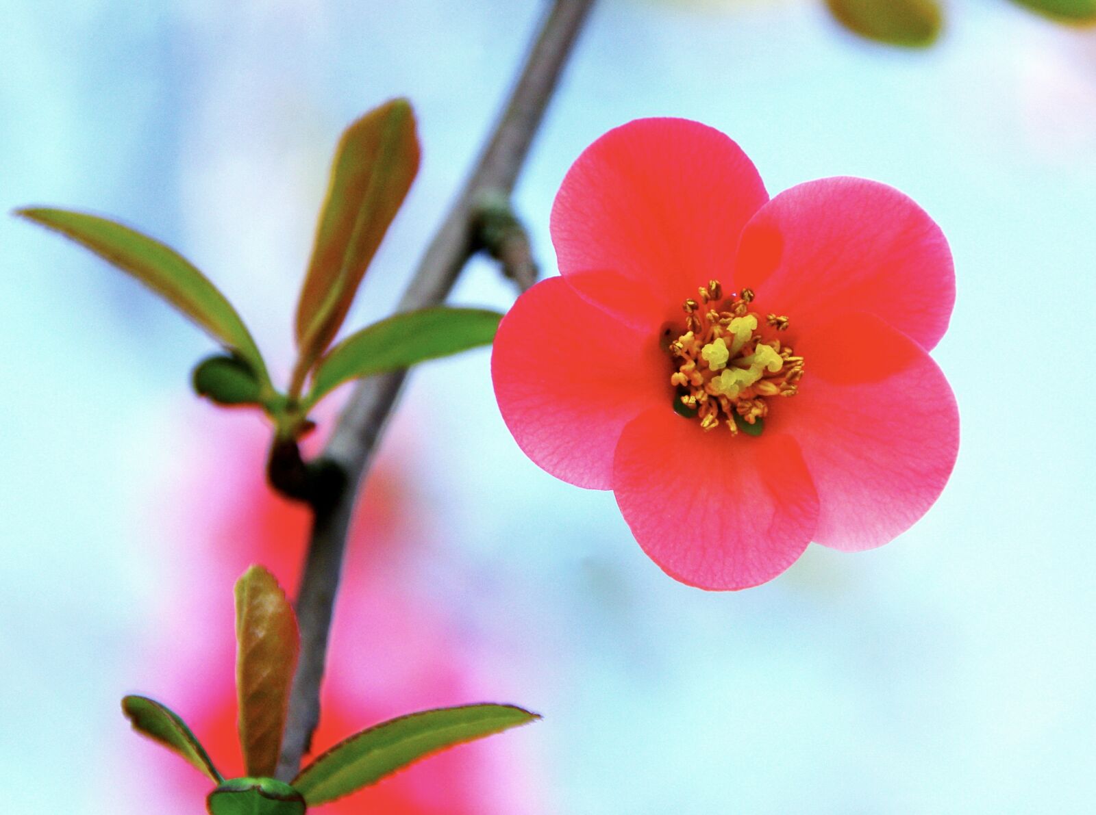 Pentax K-5 sample photo. Japan quince, chaenomeles speciosa photography