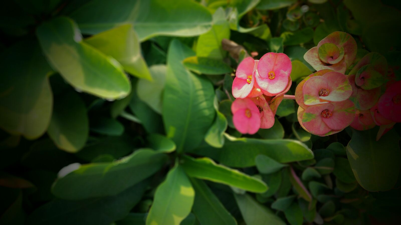 Samsung Galaxy Note4 sample photo. Beautiful, flowers, bed, of photography