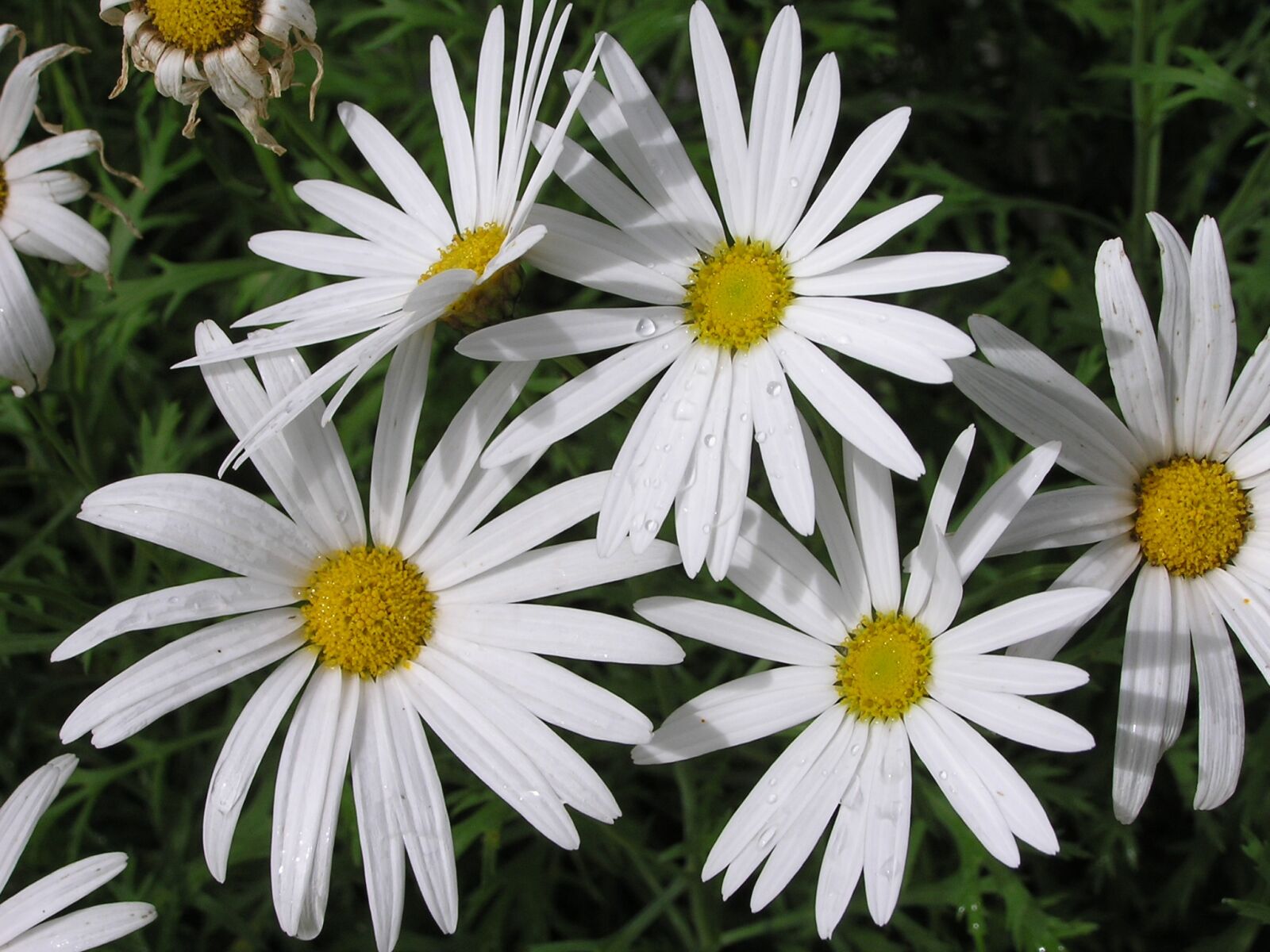 Olympus C750UZ sample photo. Daisies, white, flowers photography