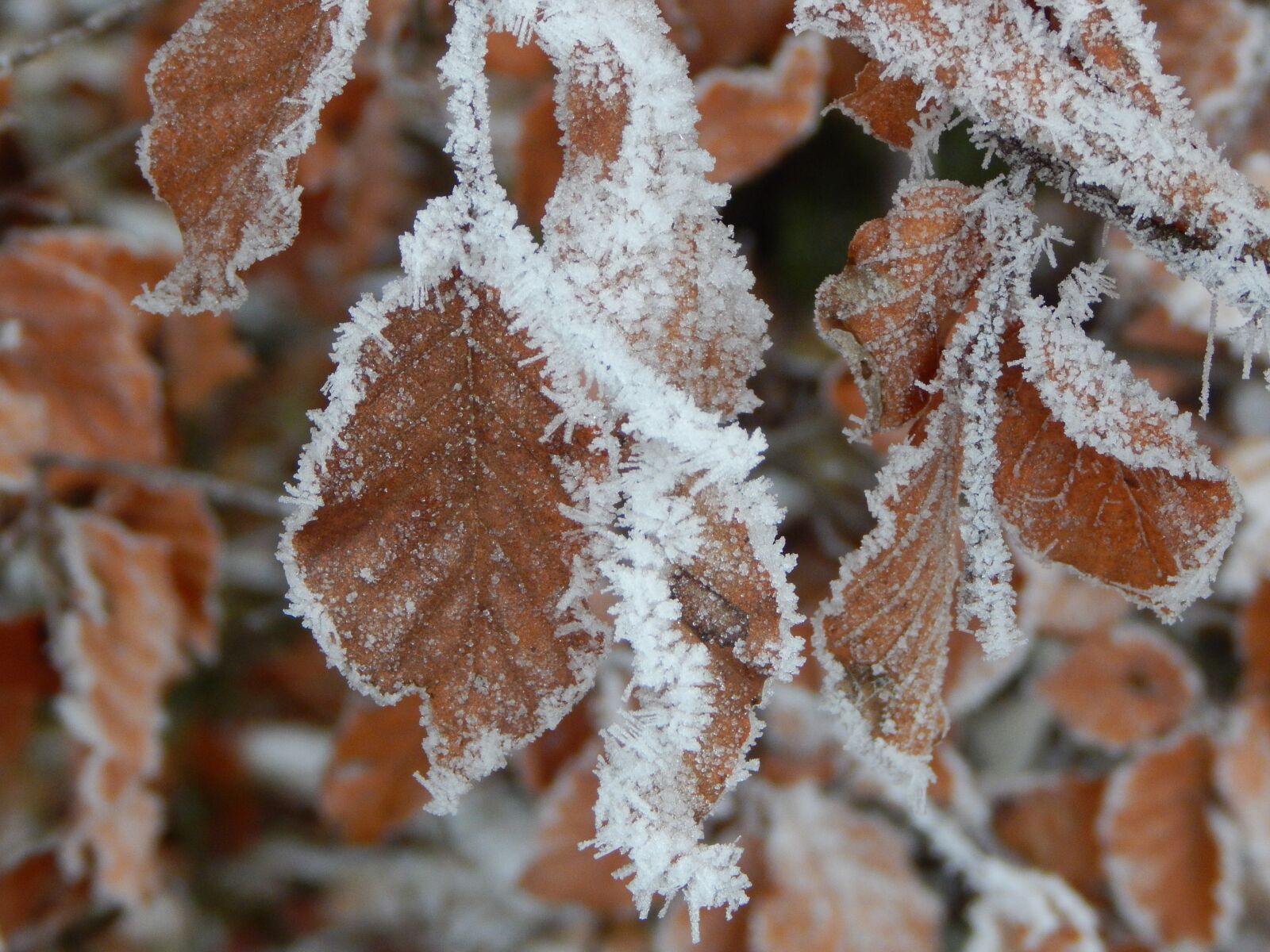 Nikon Coolpix L830 sample photo. Frozen, ice, winter photography