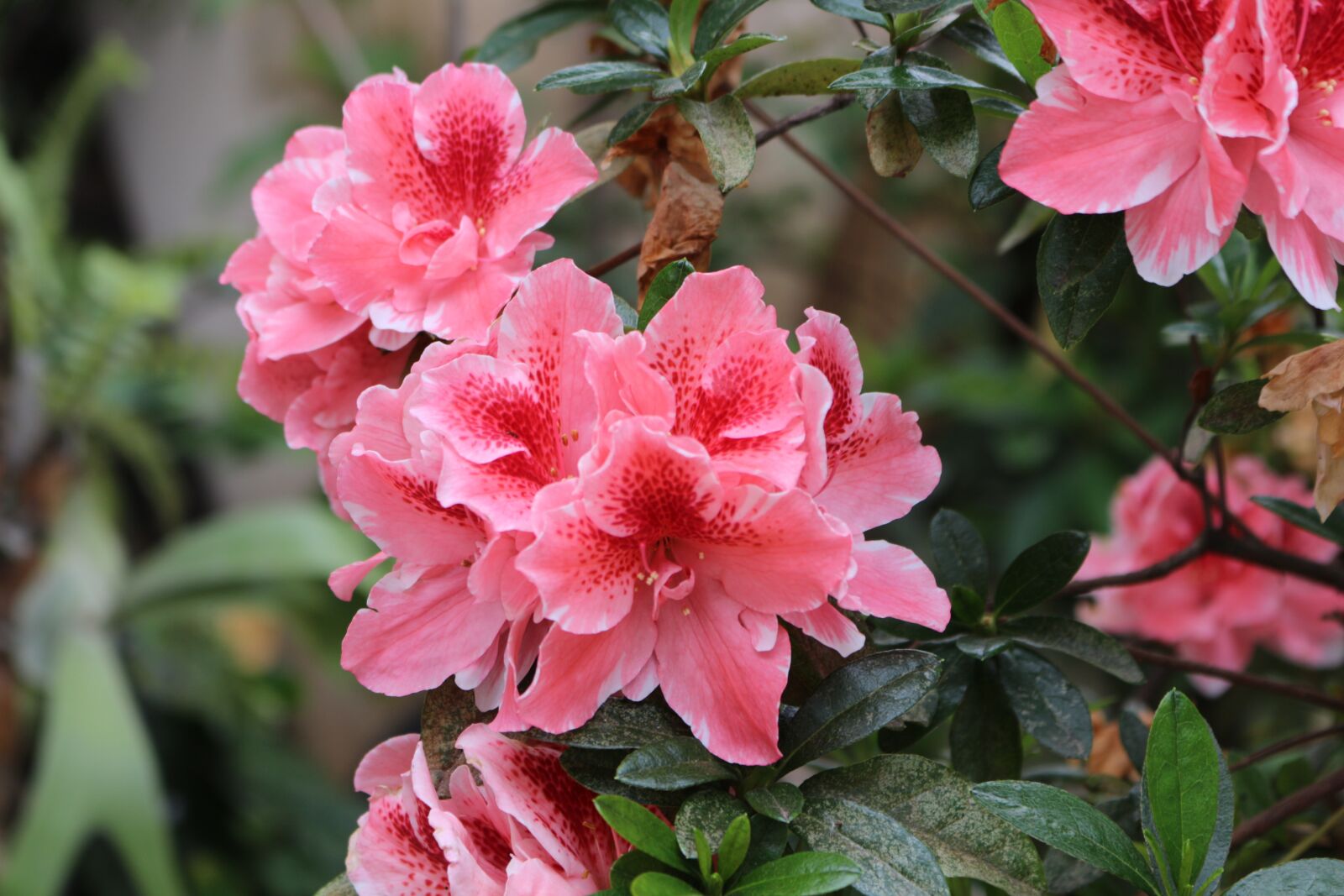Canon EOS 700D (EOS Rebel T5i / EOS Kiss X7i) sample photo. Spring, nature, garden photography