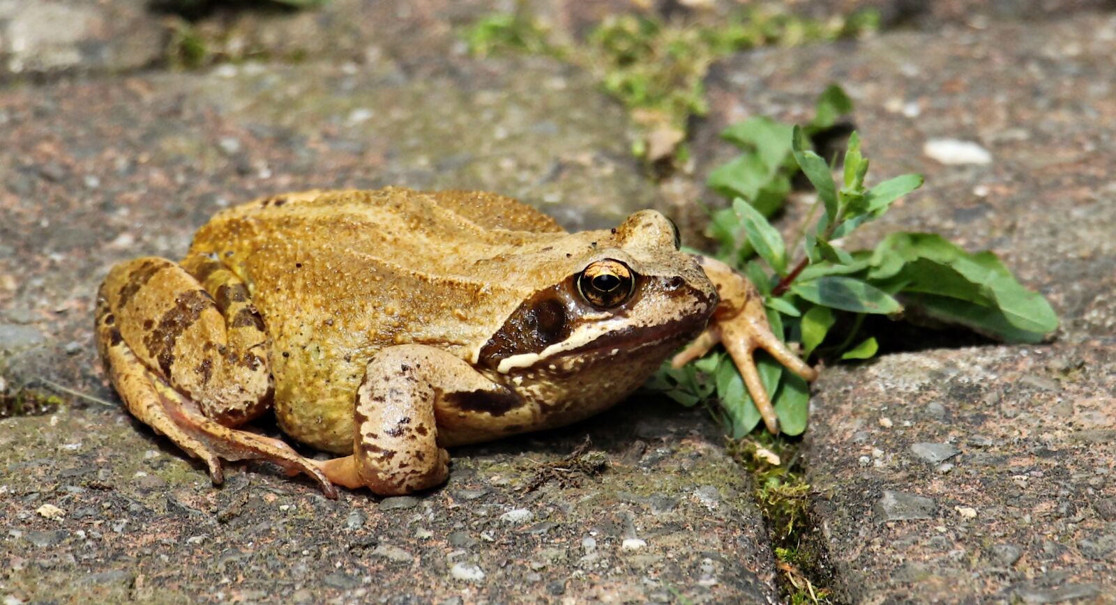 Canon EOS 550D (EOS Rebel T2i / EOS Kiss X4) sample photo. Frog, animal world, animal photography
