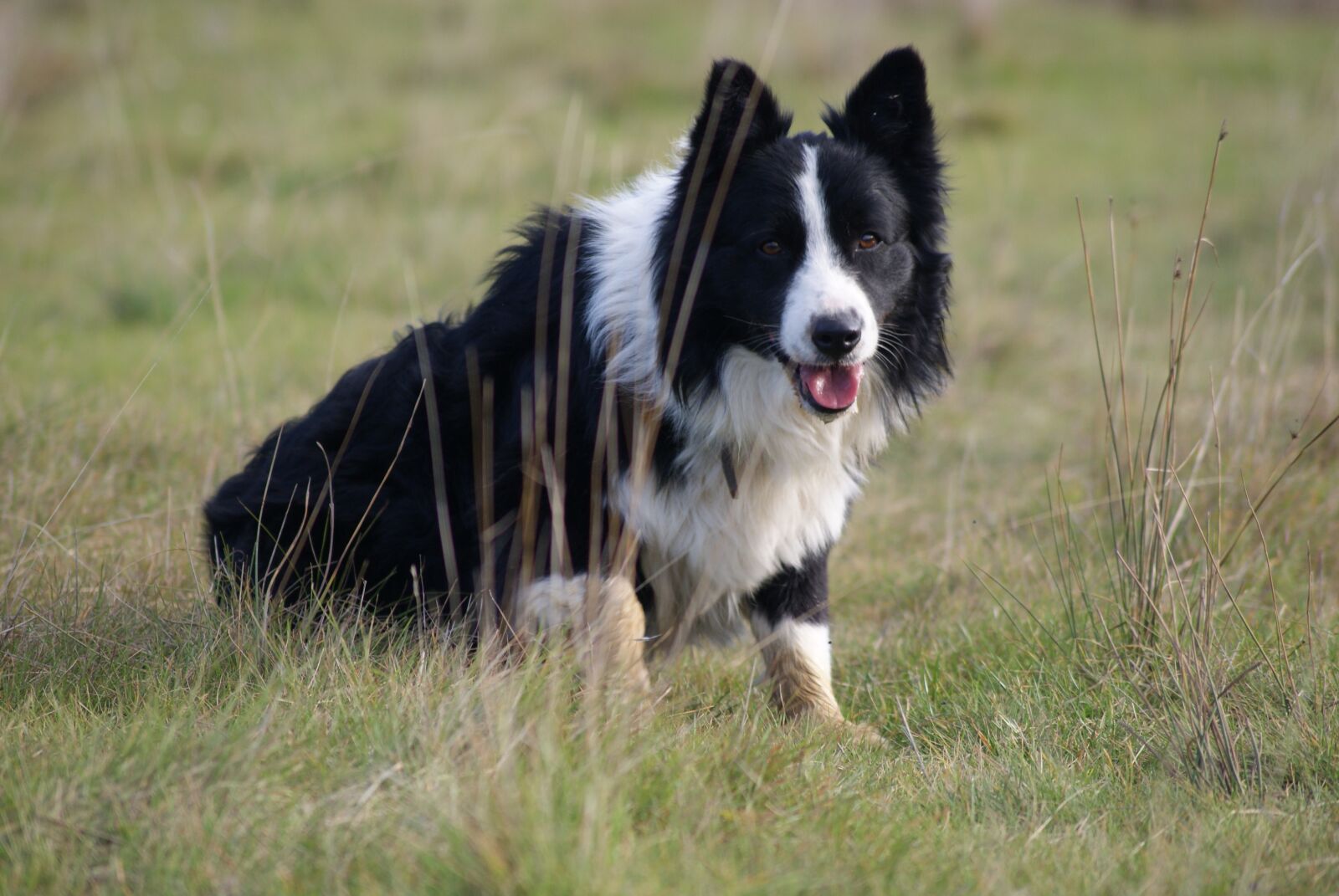 Sony Alpha DSLR-A330 sample photo. Dog, pet, animal photography