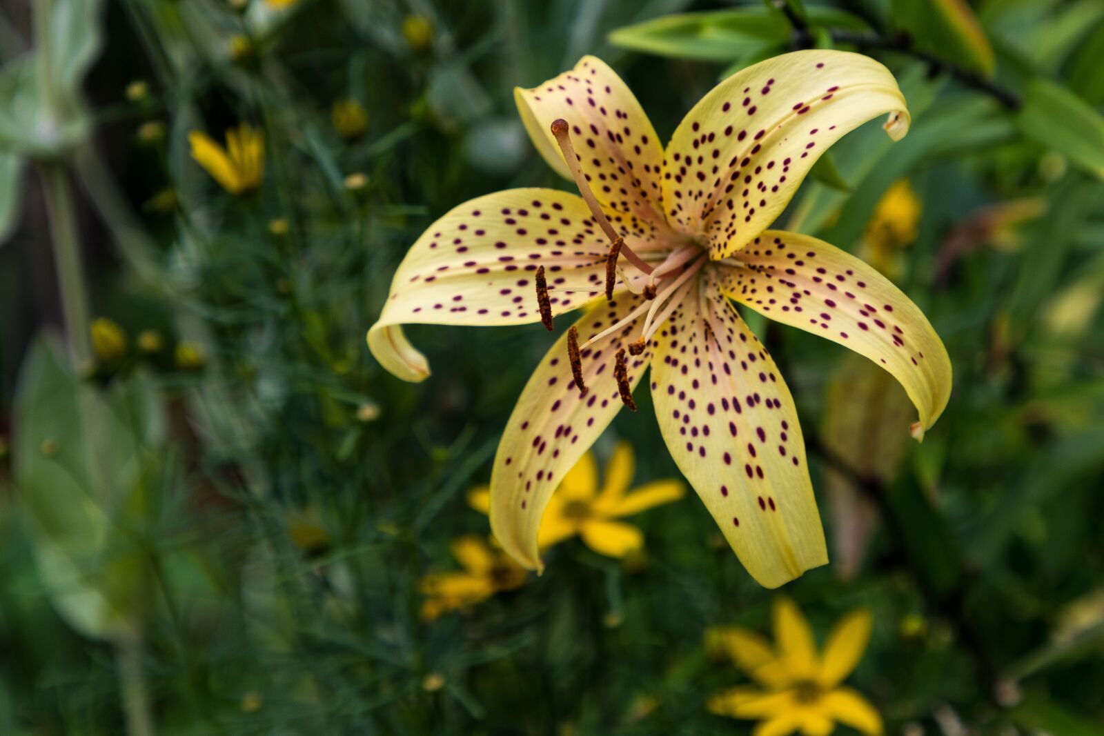 Canon EOS 80D + Canon EF 24-105mm F4L IS II USM sample photo. Day-lily, flower, petals photography