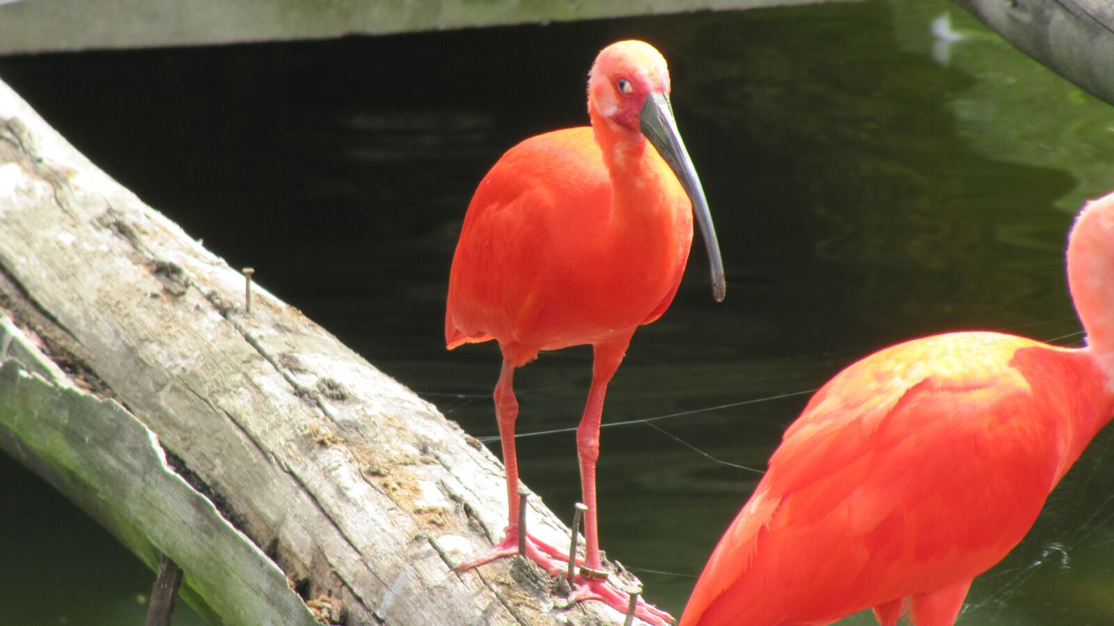 Canon PowerShot SX200 IS sample photo. Flamingo, bird, animal photography