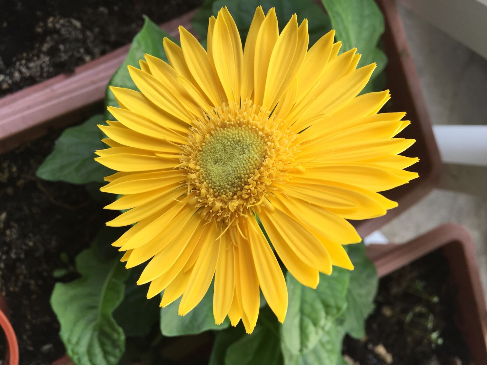 iPhone 6 back camera 4.15mm f/2.2 sample photo. Gerbera, daisy, yellow photography