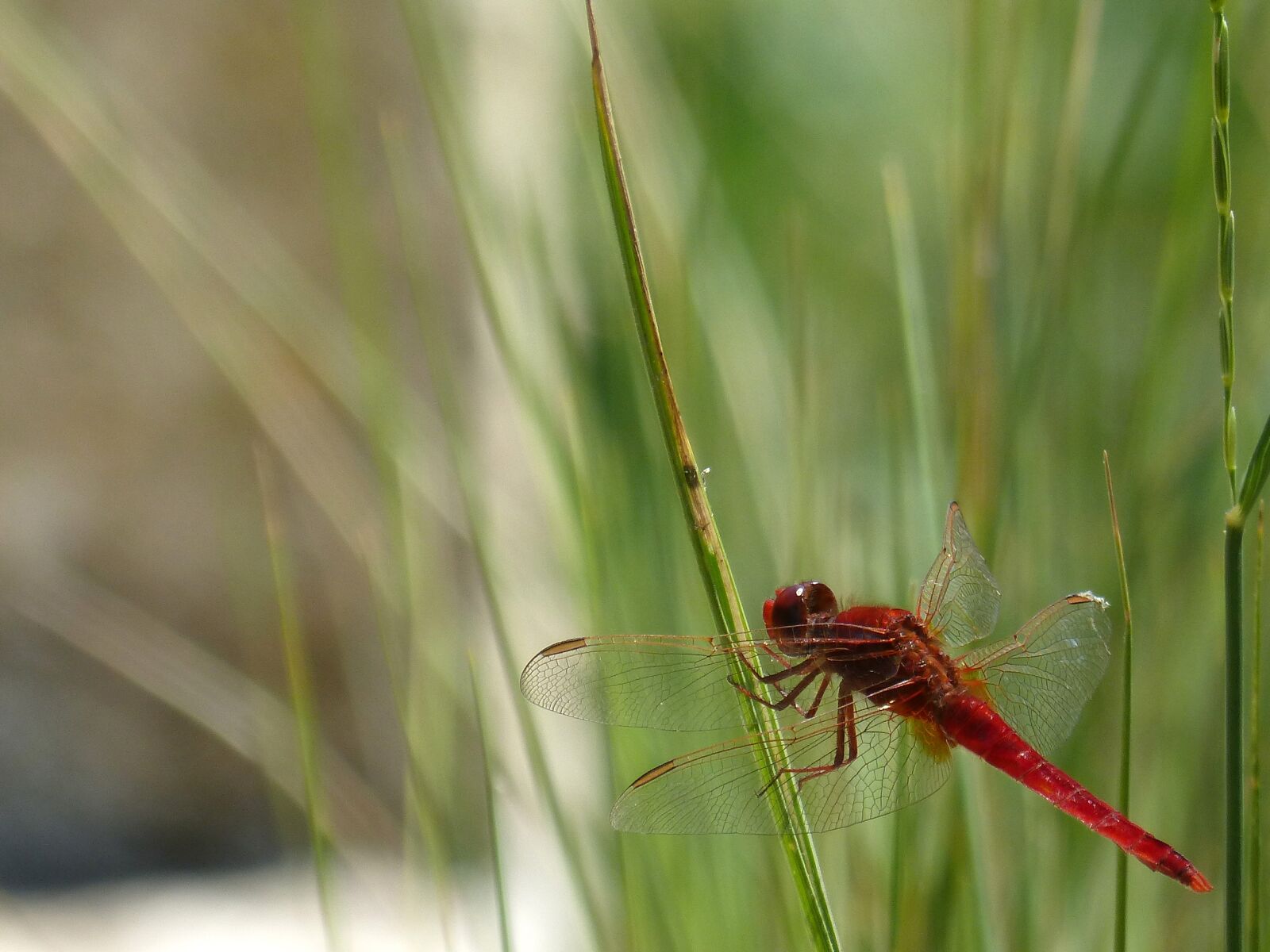 Panasonic DMC-FZ62 sample photo. Erythraea crocothemis, red dragonfly photography