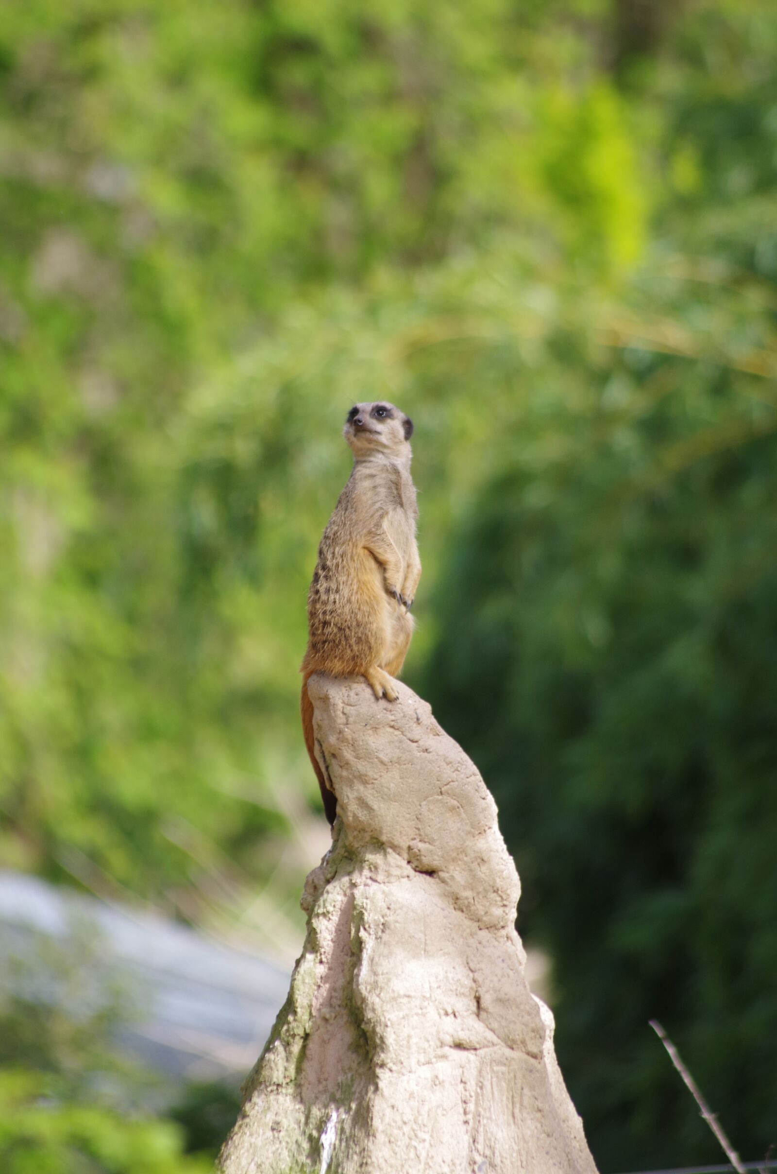 Pentax K-500 sample photo. Surricate, zoo, mulhouse photography
