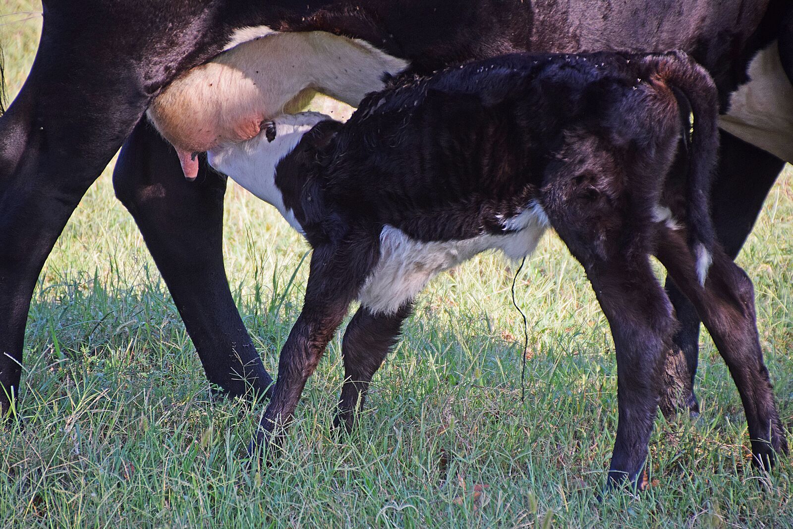 Nikon D5300 sample photo. Calf, cow, nature photography