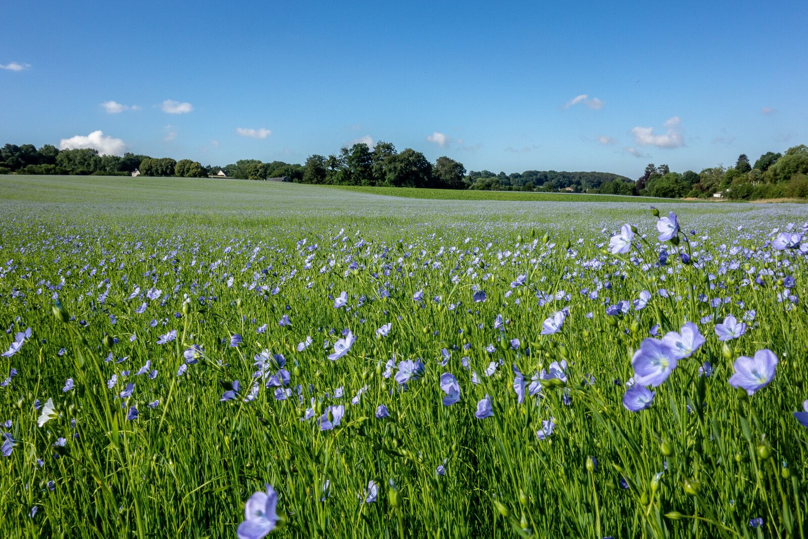 Sony Cyber-shot DSC-RX100 sample photo. Fields, lin, normandy photography