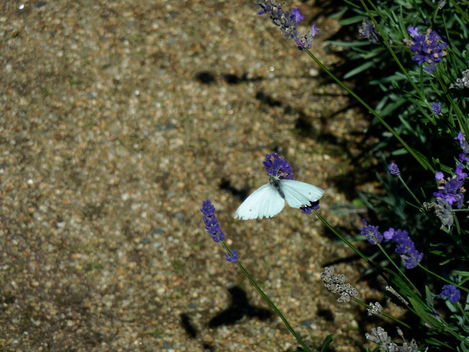 Panasonic DMC-TZ7 sample photo. Butterfly, white, insect photography