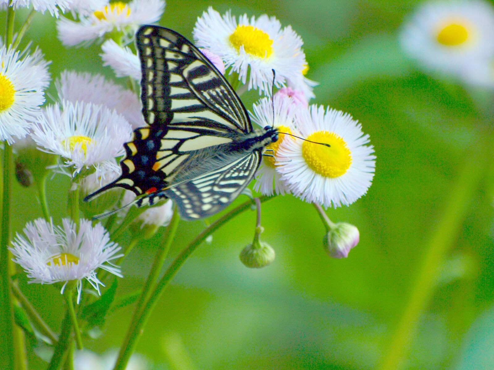 Olympus E-510 (EVOLT E-510) sample photo. Natural, creature, insect photography