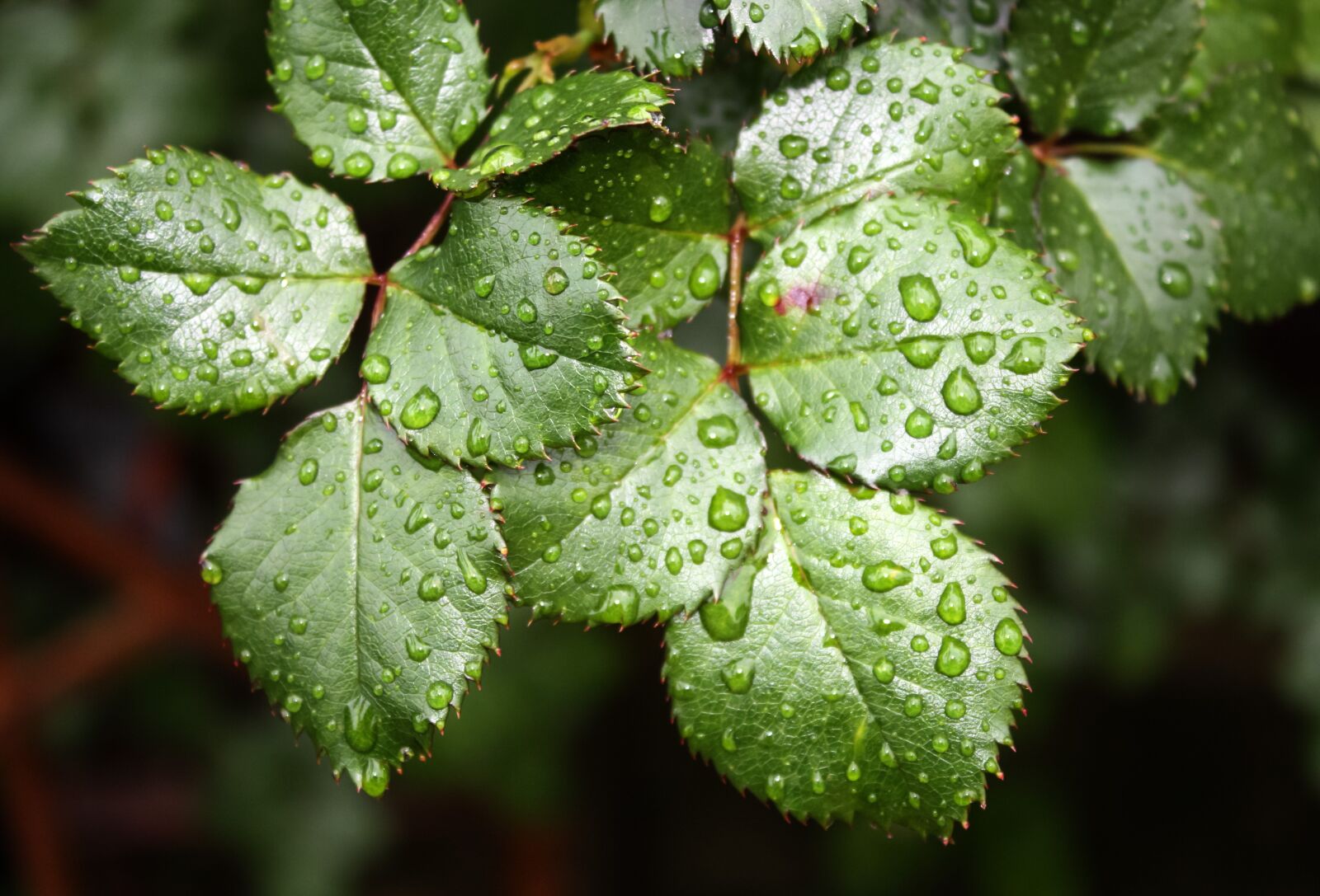 Canon EOS 450D (EOS Rebel XSi / EOS Kiss X2) sample photo. Water drop, nature, water photography