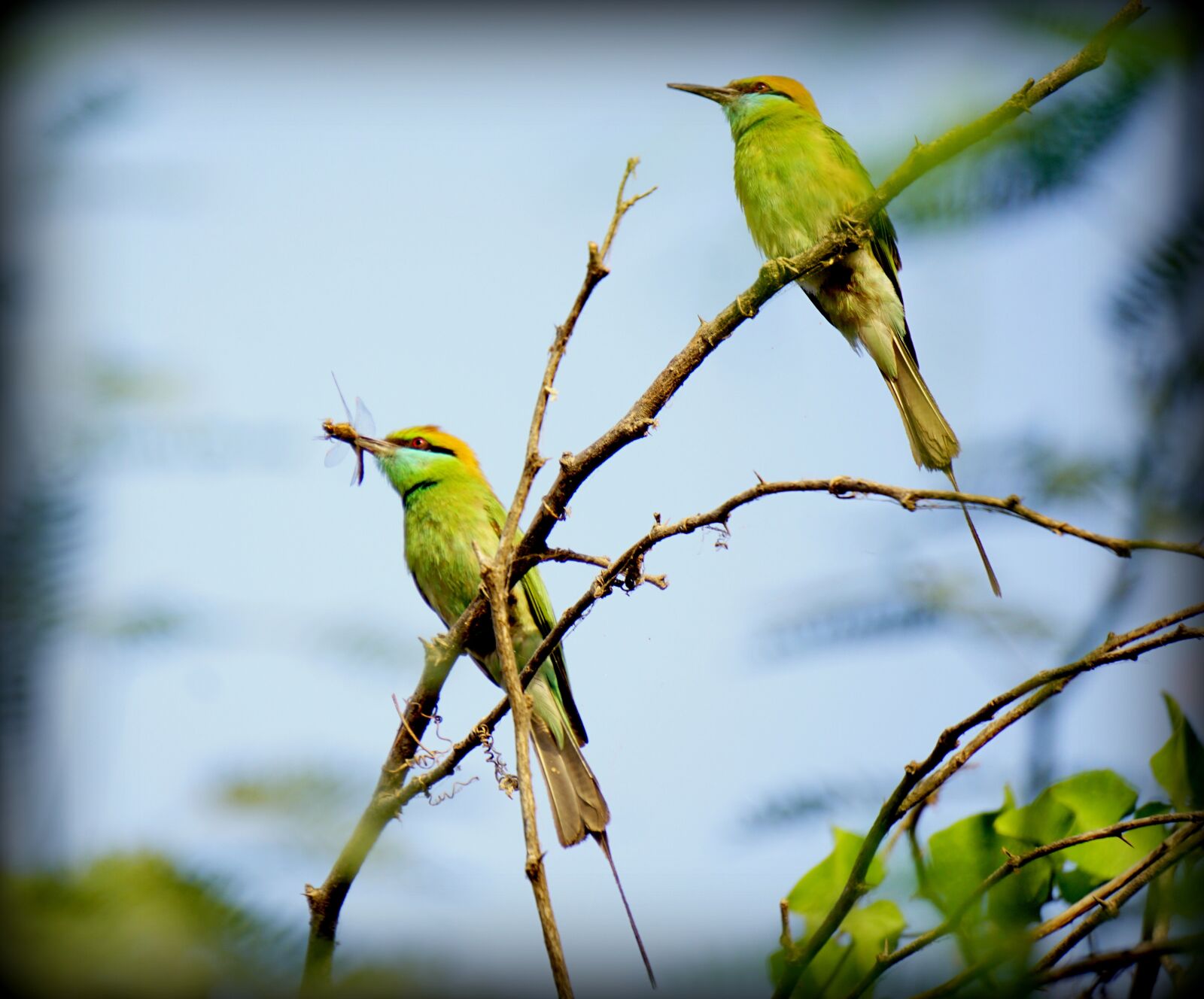Sony a6000 sample photo. Bird, wildlife, animal photography