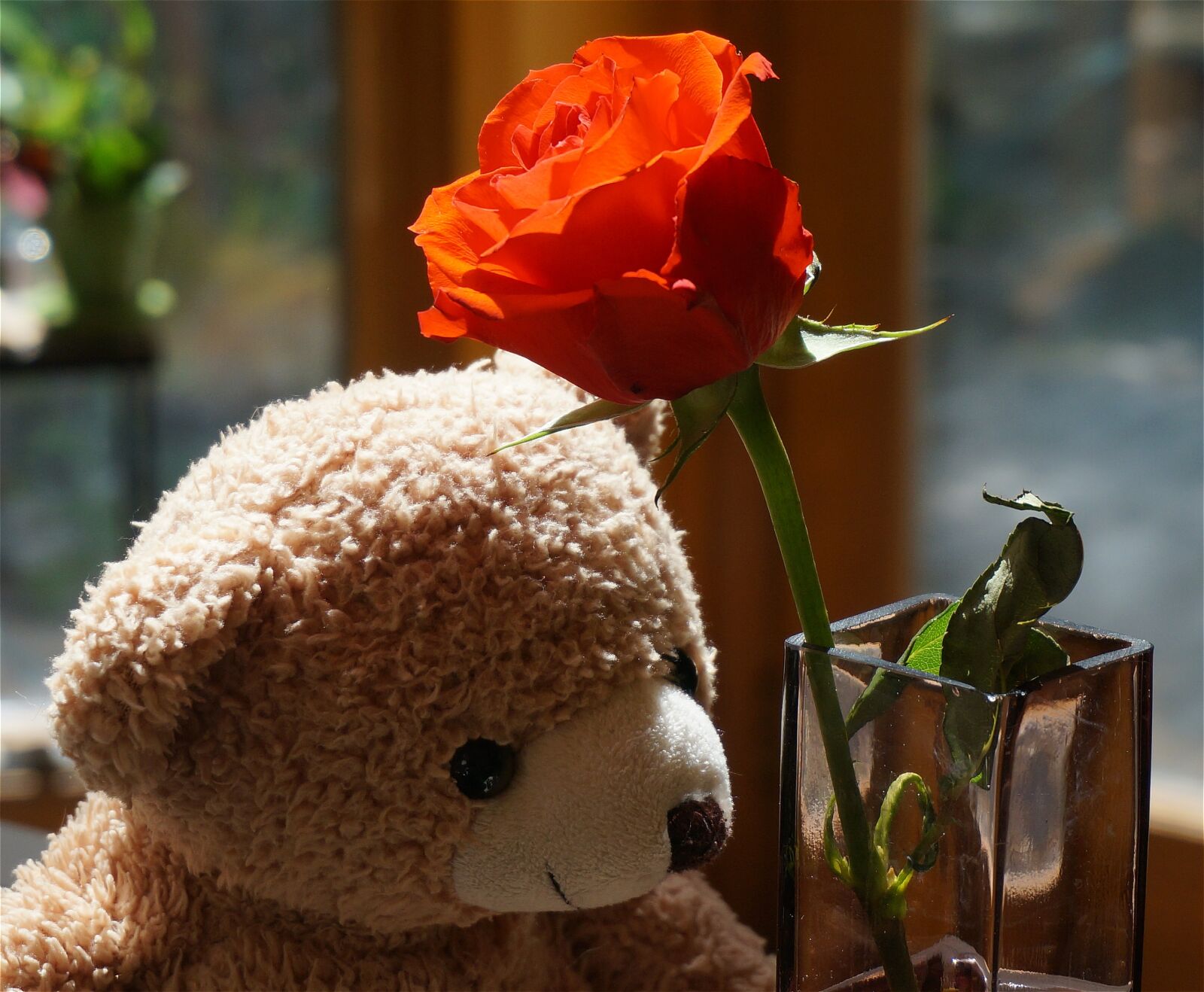 Sony Alpha NEX-5T sample photo. Old teddy bear with photography