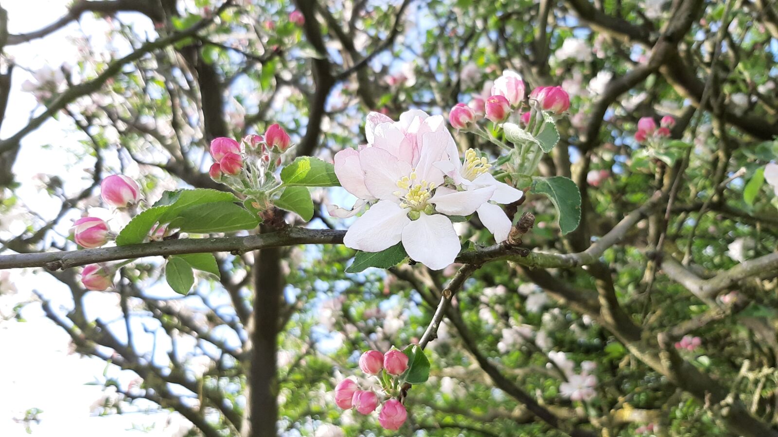 Samsung Galaxy A50 sample photo. Spring, apple, flowers photography