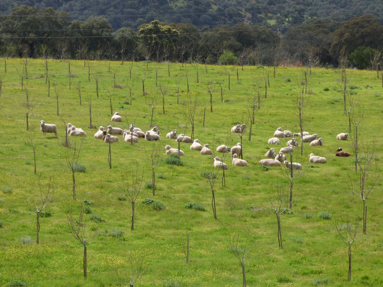 Panasonic DMC-FZ72 sample photo. Sheep, flock, livestock photography
