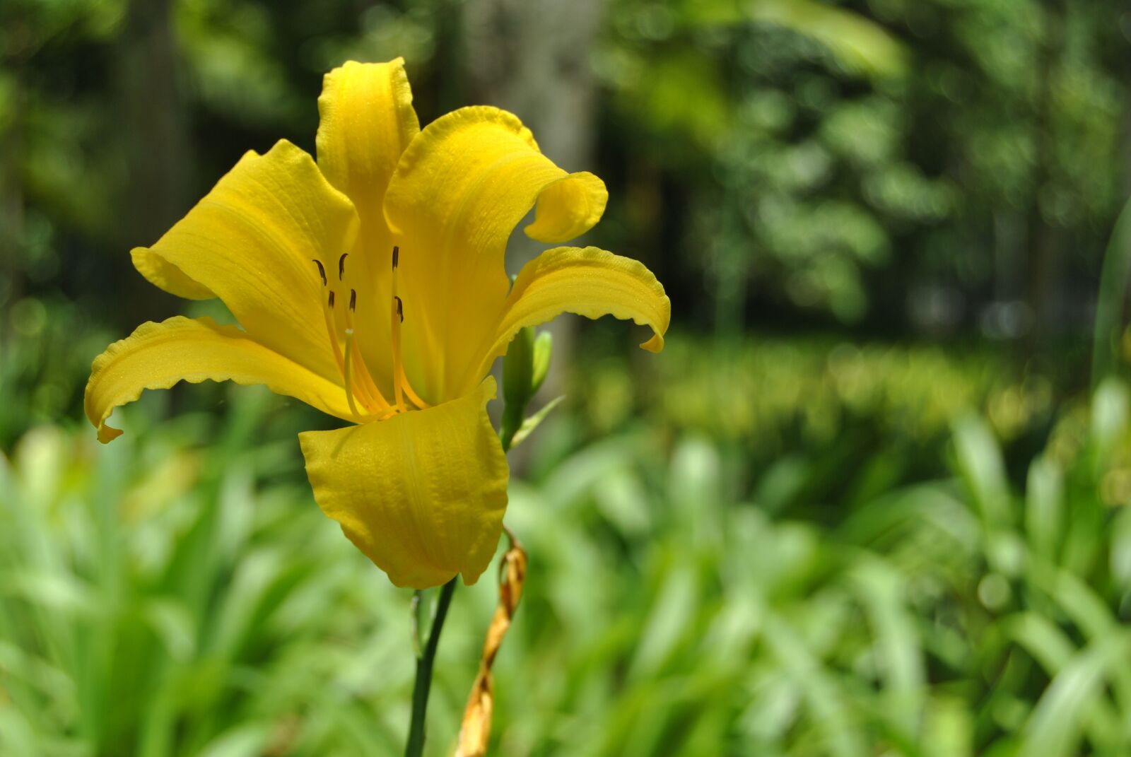 Nikon D3000 sample photo. Flower, flowers, flora photography
