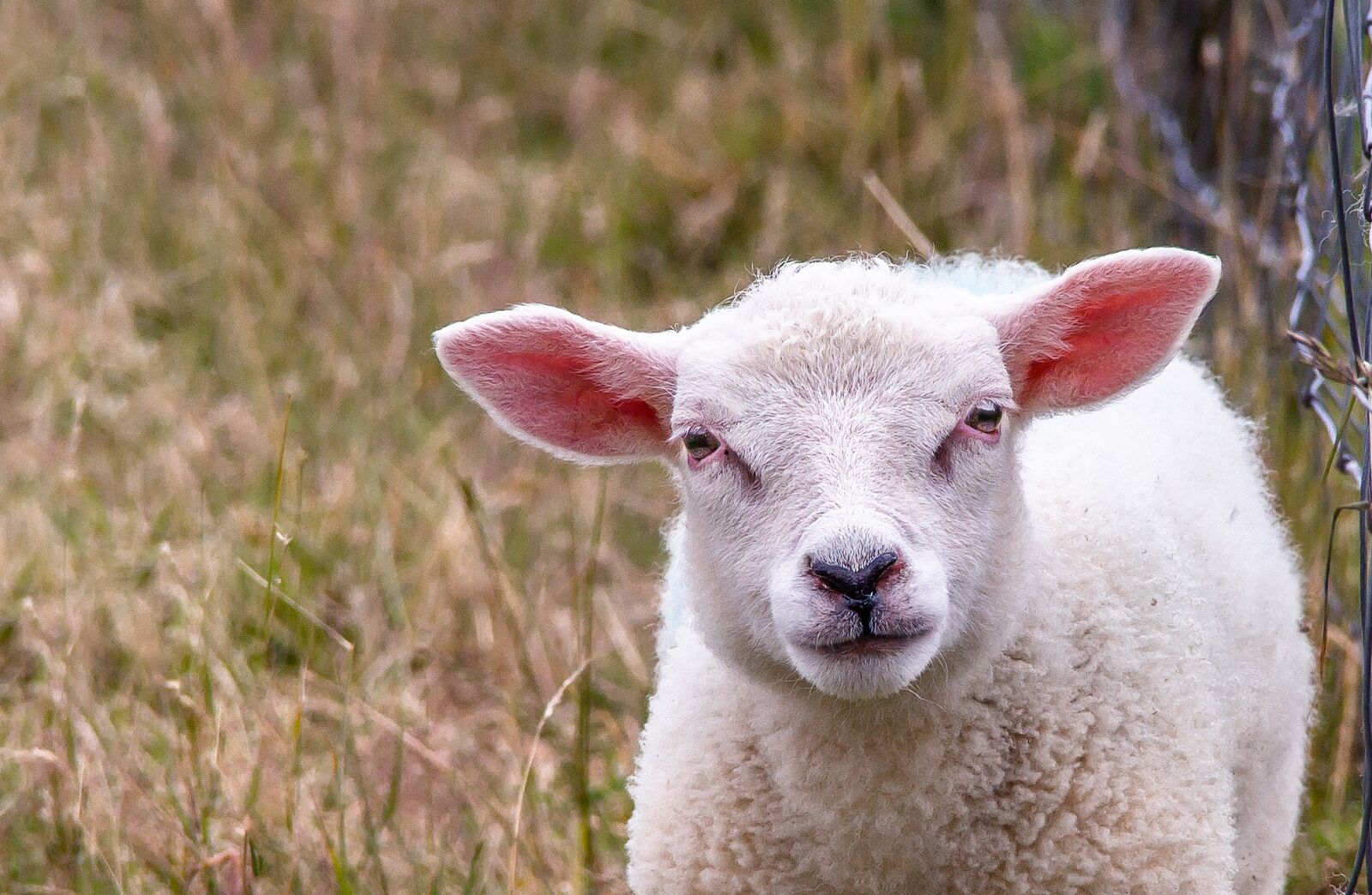 Canon EF-S 18-135mm F3.5-5.6 IS sample photo. Sheep, animal, flock photography