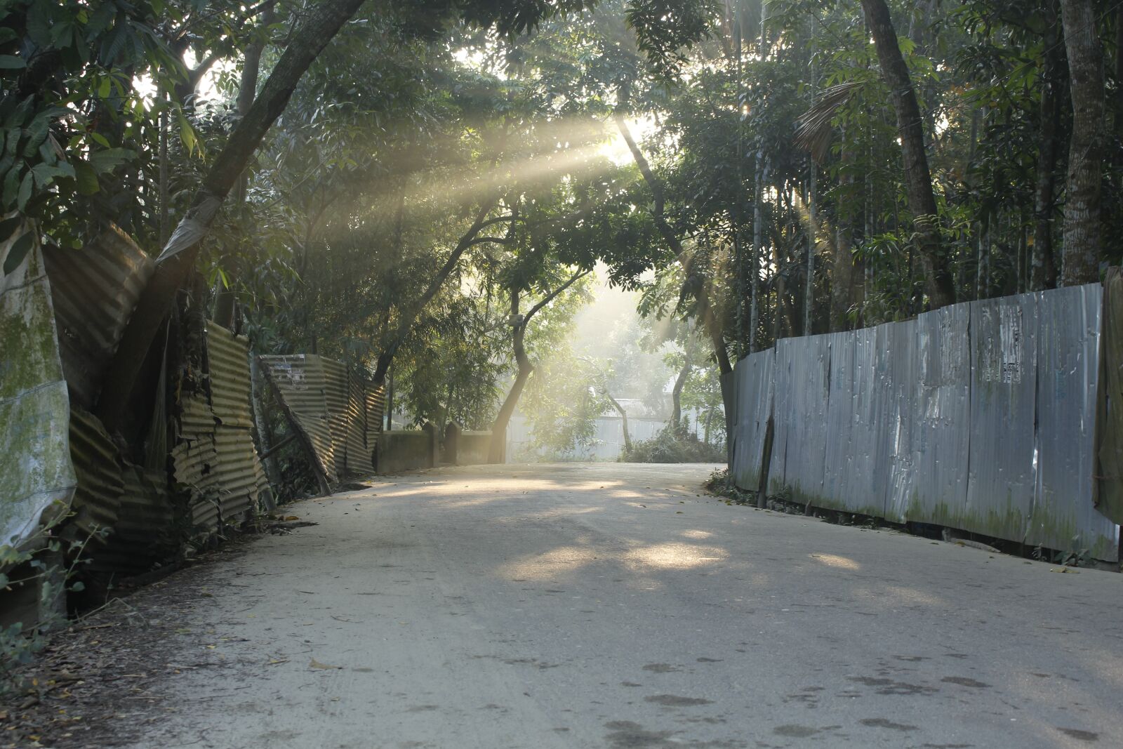Canon EOS 700D (EOS Rebel T5i / EOS Kiss X7i) sample photo. Tree, wood, road photography