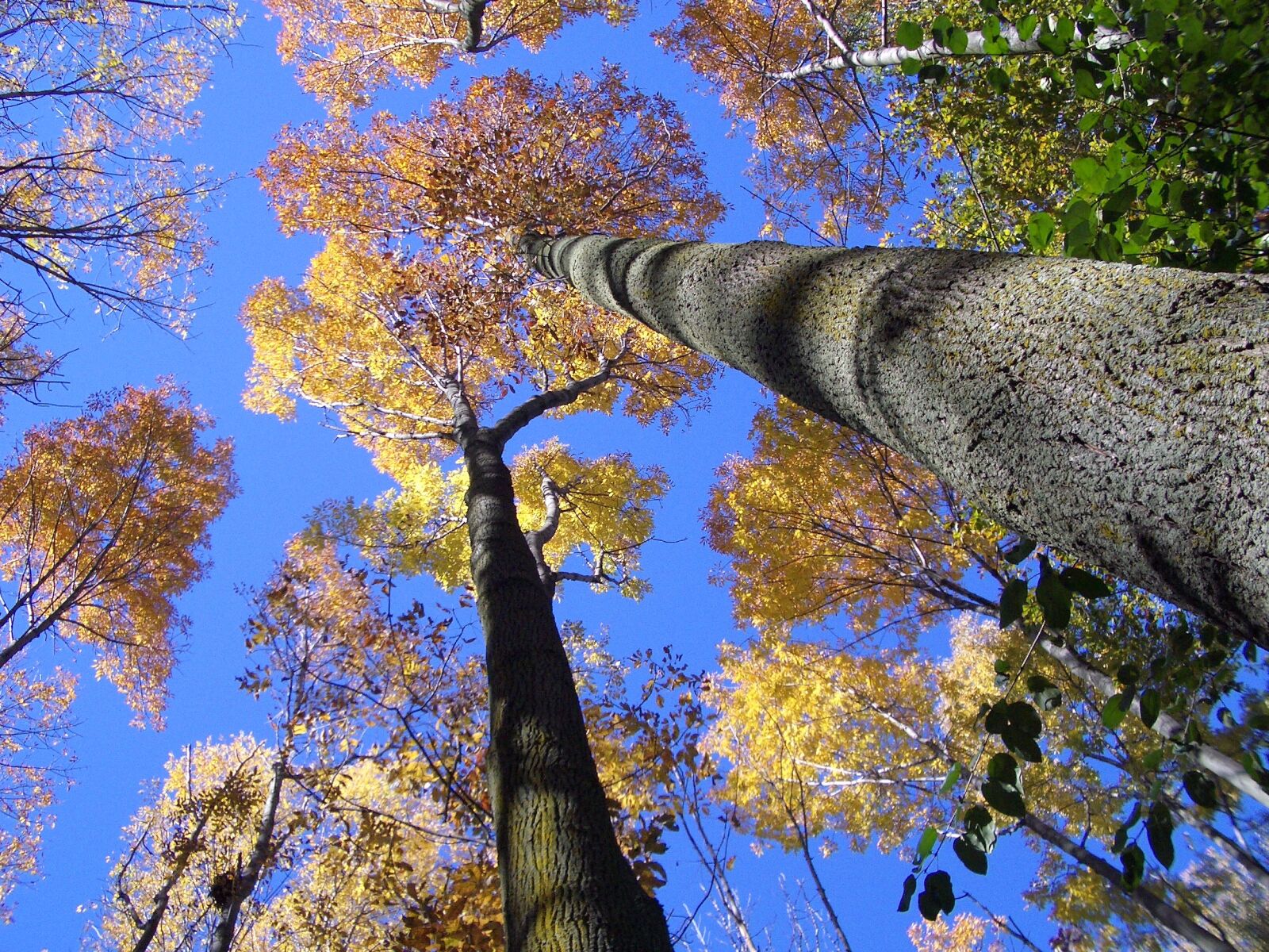 Pentax OPTIO S4 sample photo. Trees, look up, forest photography