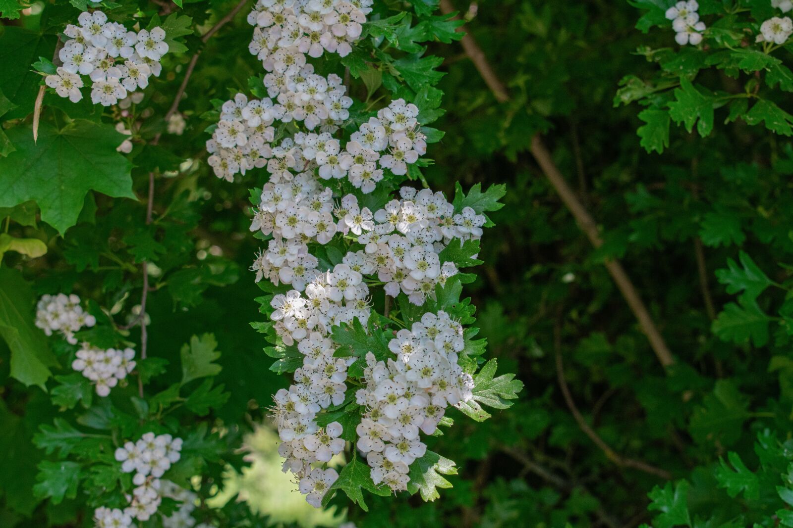 Nikon D3400 sample photo. Summer, flowers, nature photography