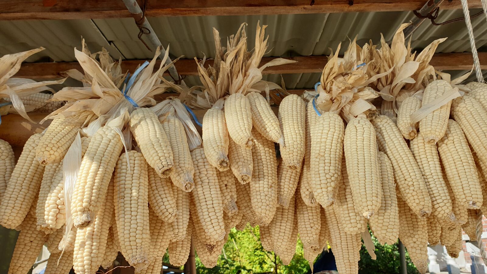 Samsung Galaxy Note9 sample photo. Corn, grain, harvest photography