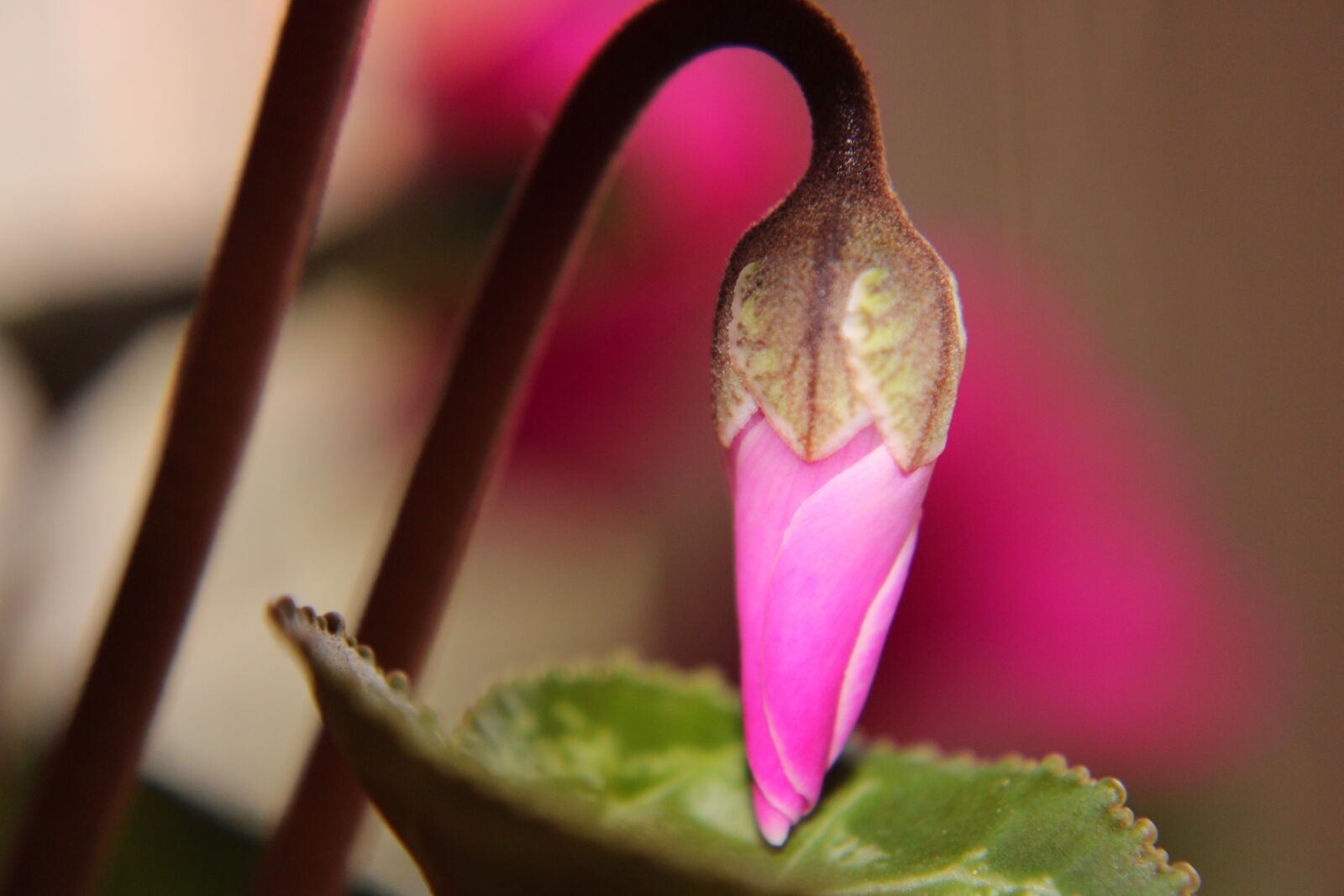 Canon EOS 2000D (EOS Rebel T7 / EOS Kiss X90 / EOS 1500D) sample photo. Cyclamen, bud, pink photography