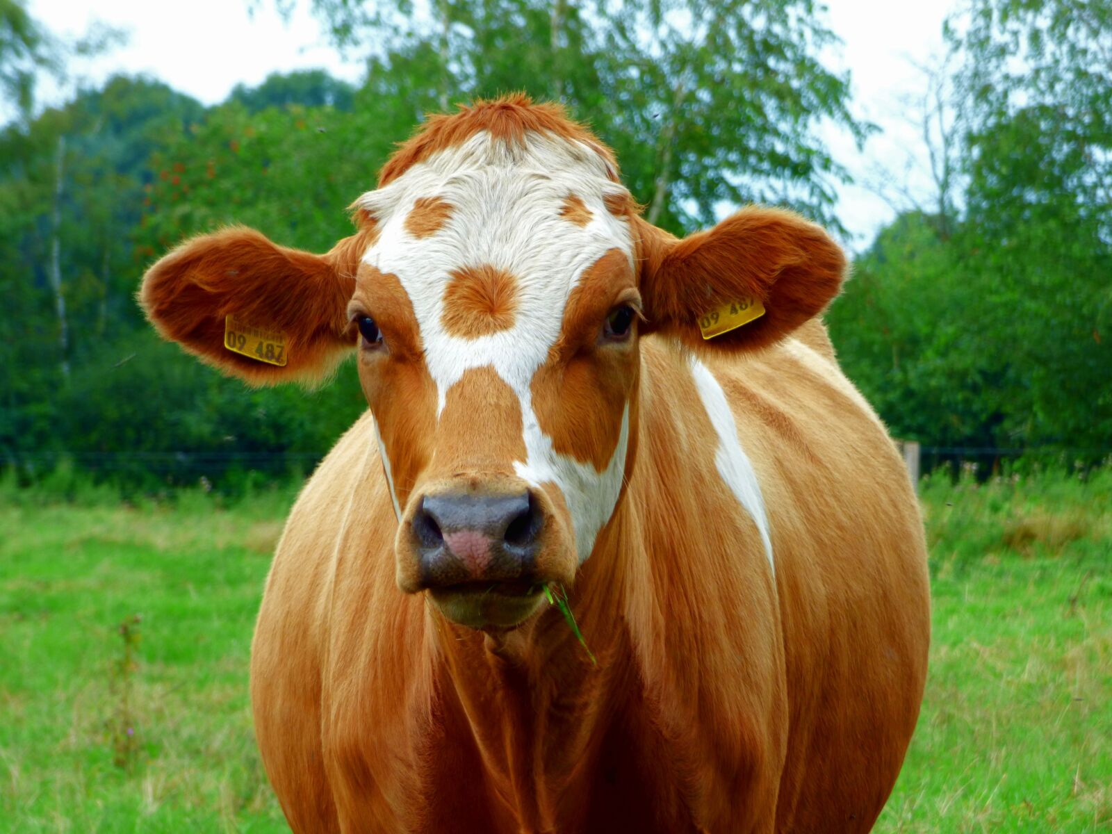 Panasonic DMC-FZ72 sample photo. Cow, beef, pasture photography