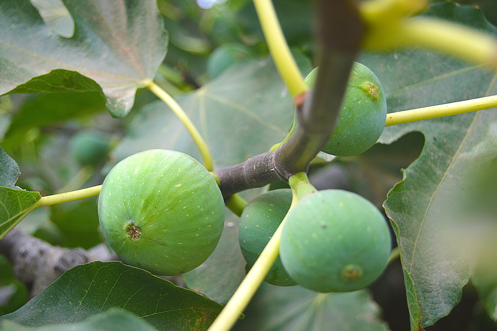 Nikon D3200 sample photo. Figs, fruits, fruit photography