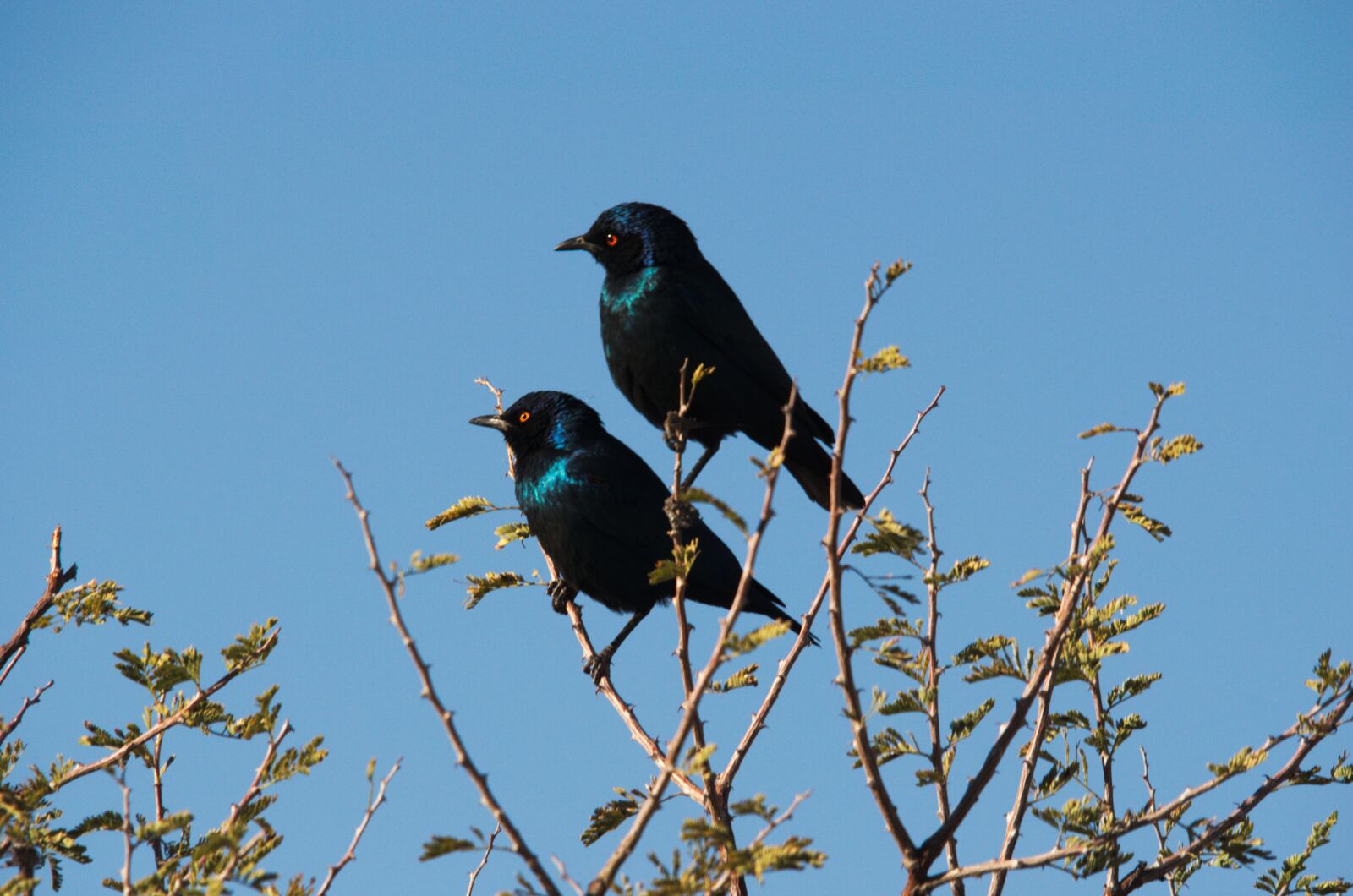 Nikon D5100 sample photo. Blue stare, africa, namibia photography