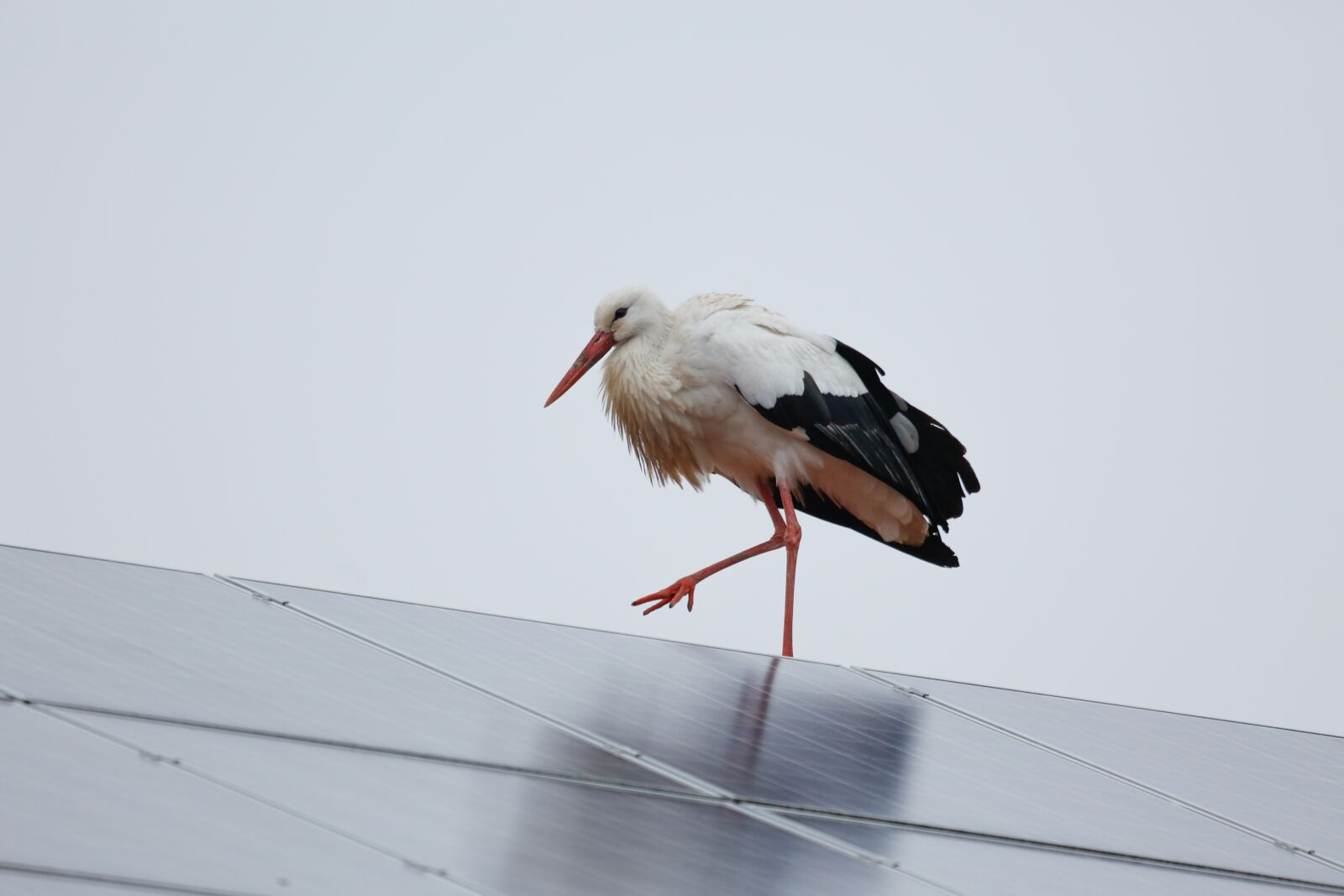Canon EF 100-400mm F4.5-5.6L IS USM sample photo. Stork, bird, bill photography