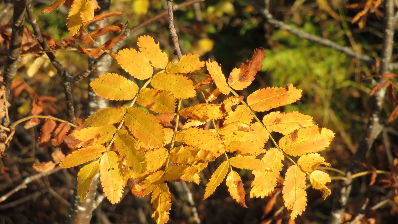 Canon PowerShot SX720 HS sample photo. Autumn, leaf, orange photography