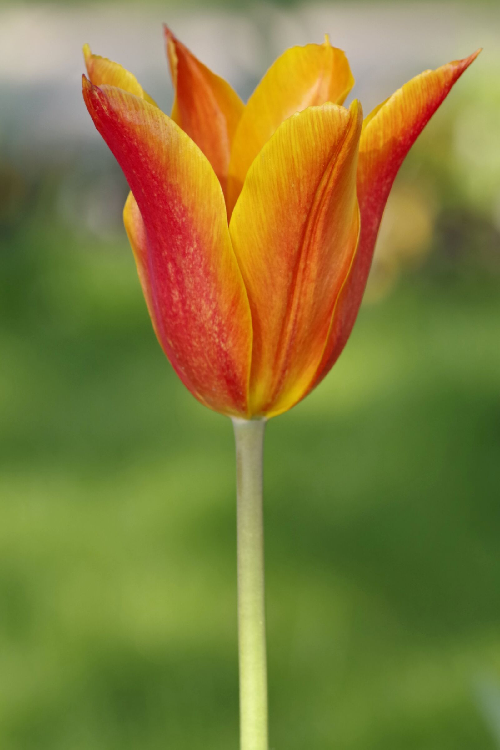 Pentax K-S2 sample photo. Flower, cup, orange photography