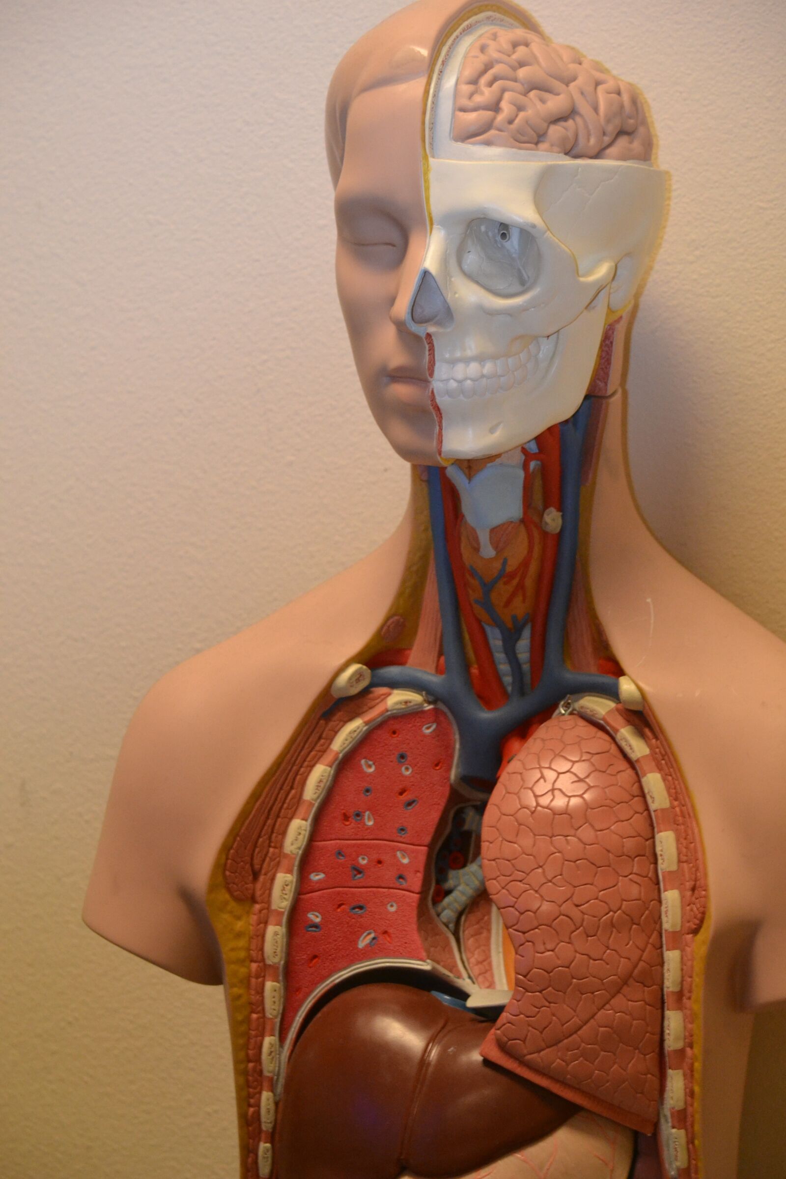 Nikon D3100 sample photo. Medical, anatomy, science photography