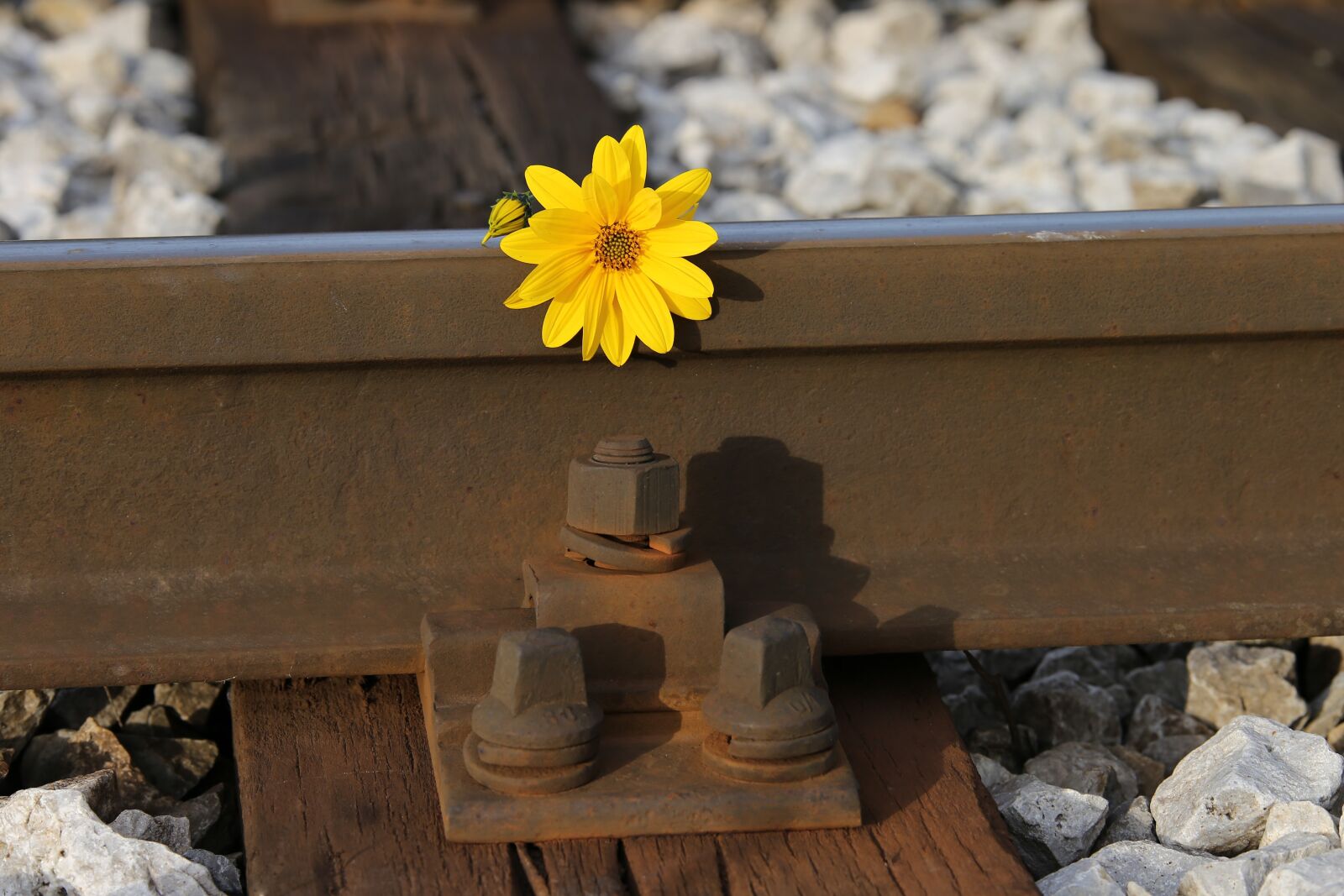 Tamron 70-210mm F4 Di VC USD sample photo. Railway, rail track, flower photography