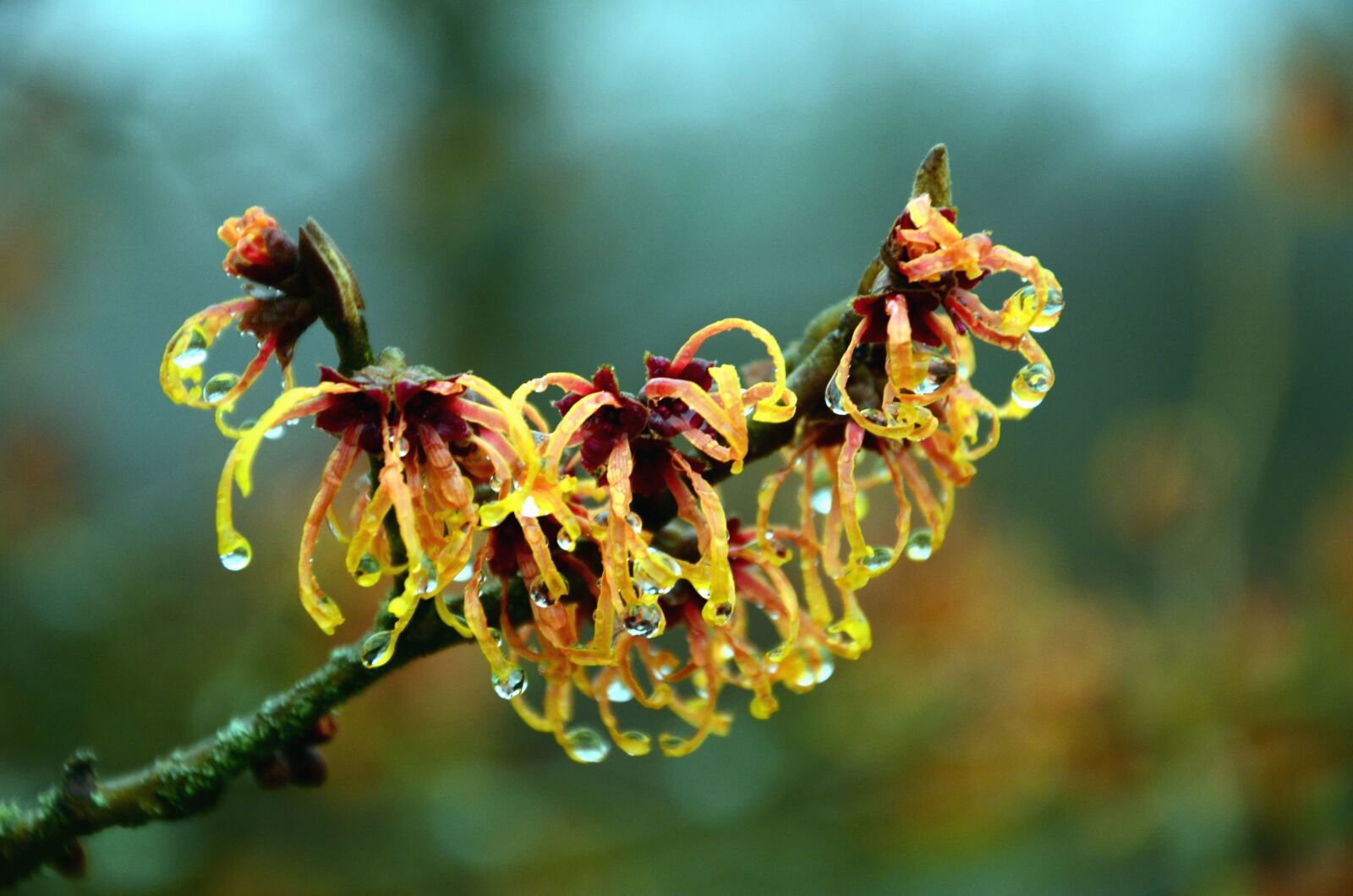 Nikon D5100 sample photo. Tree, flower, branch, plant photography