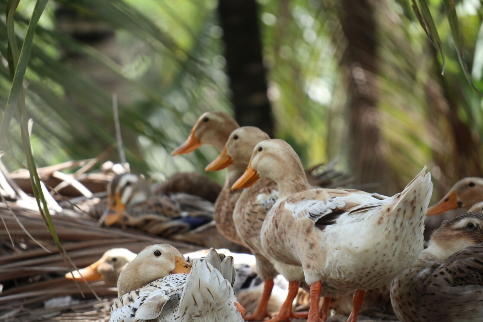 Canon EOS M6 sample photo. Three ducks, in line photography
