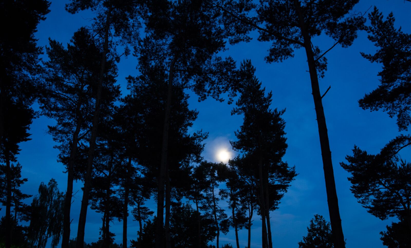 Nikon D5200 sample photo. Moon, nature, night photography
