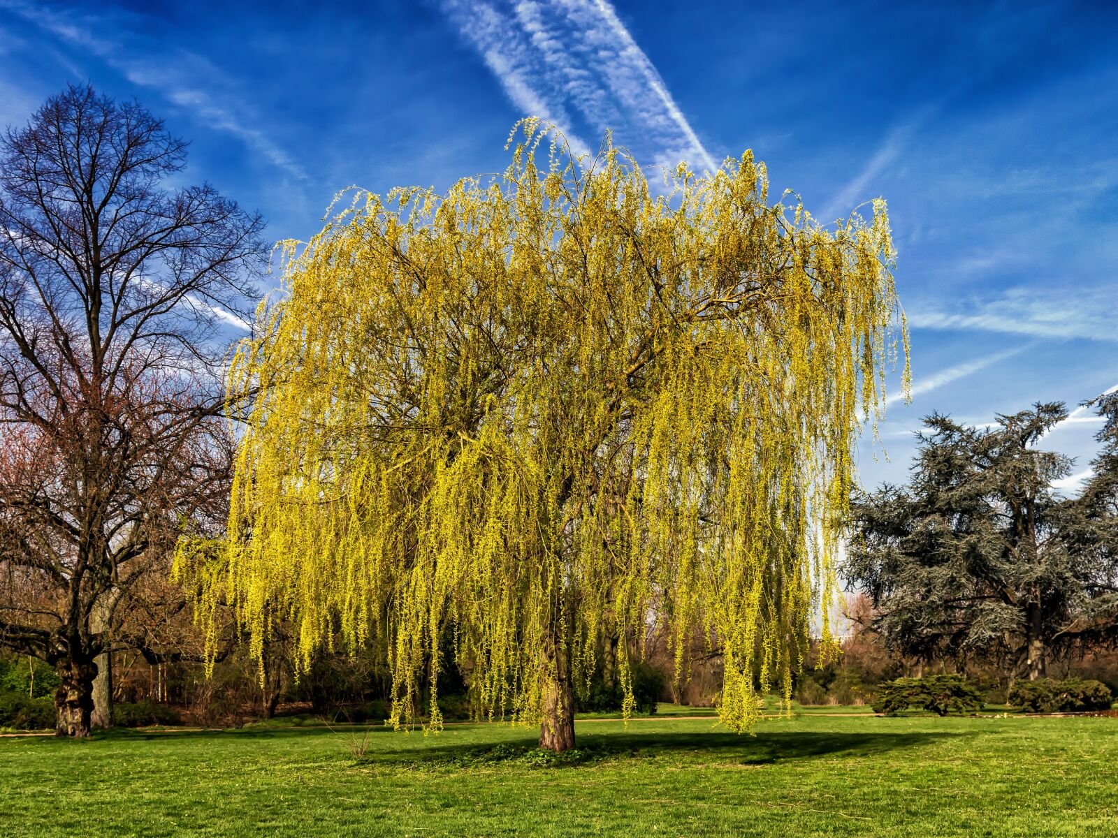 Nikon D3300 sample photo. Tree, pasture, nature photography