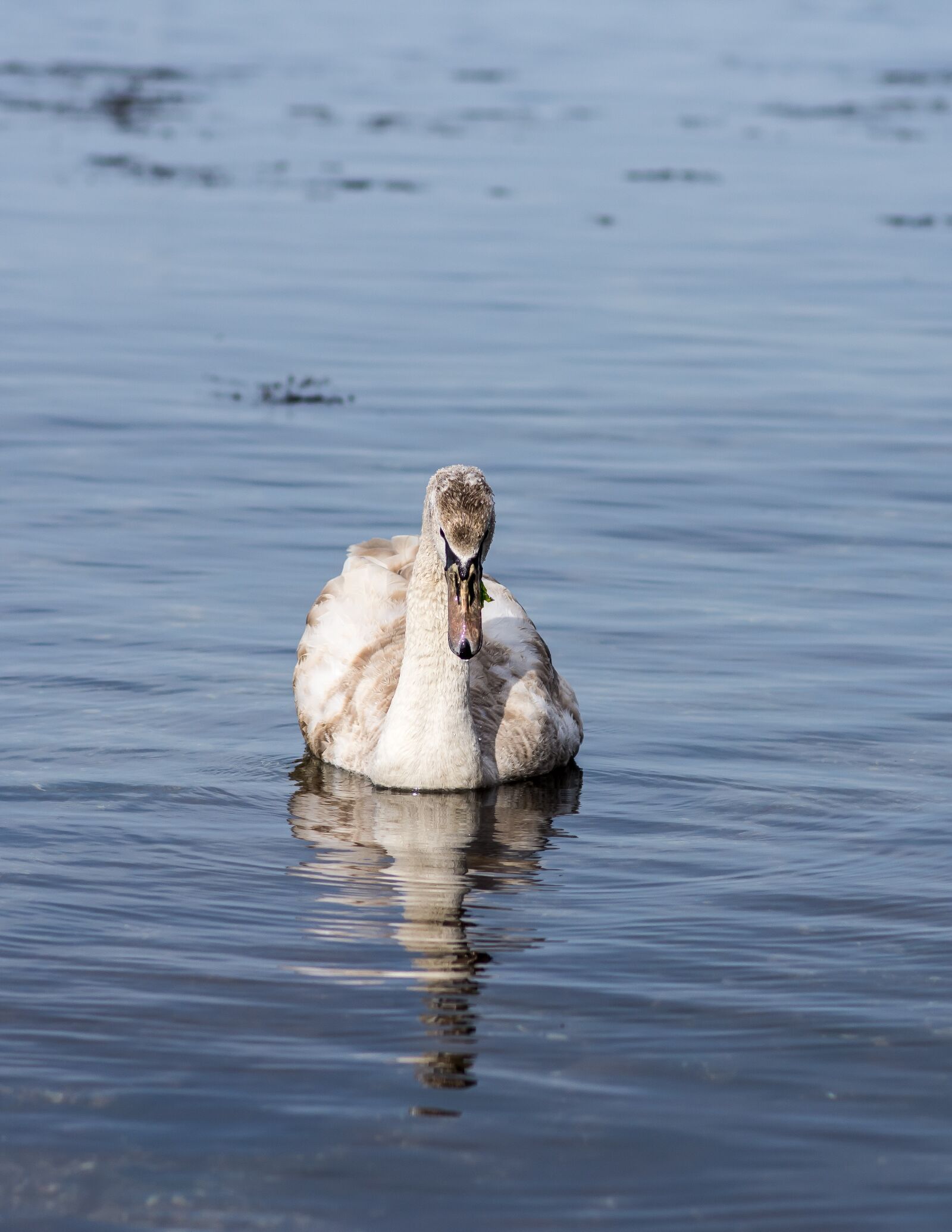 Nikon D7200 sample photo. Water, bird, lake photography