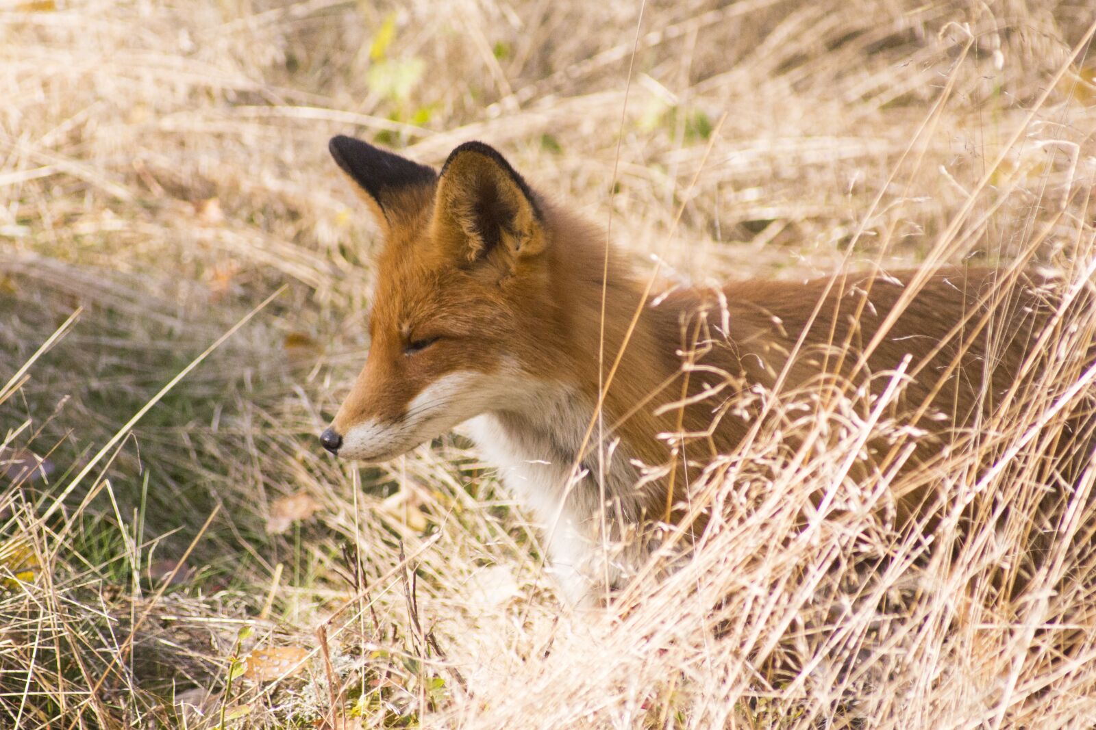 Canon EF 55-200mm F4.5-5.6 II USM sample photo. Fuchs, predator, reddish photography