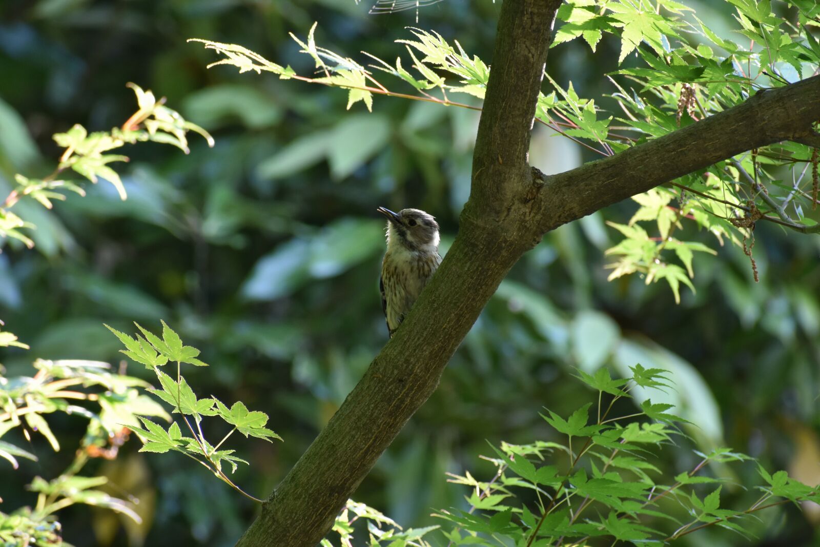 Nikon D7200 sample photo. Animal, forest, wood photography