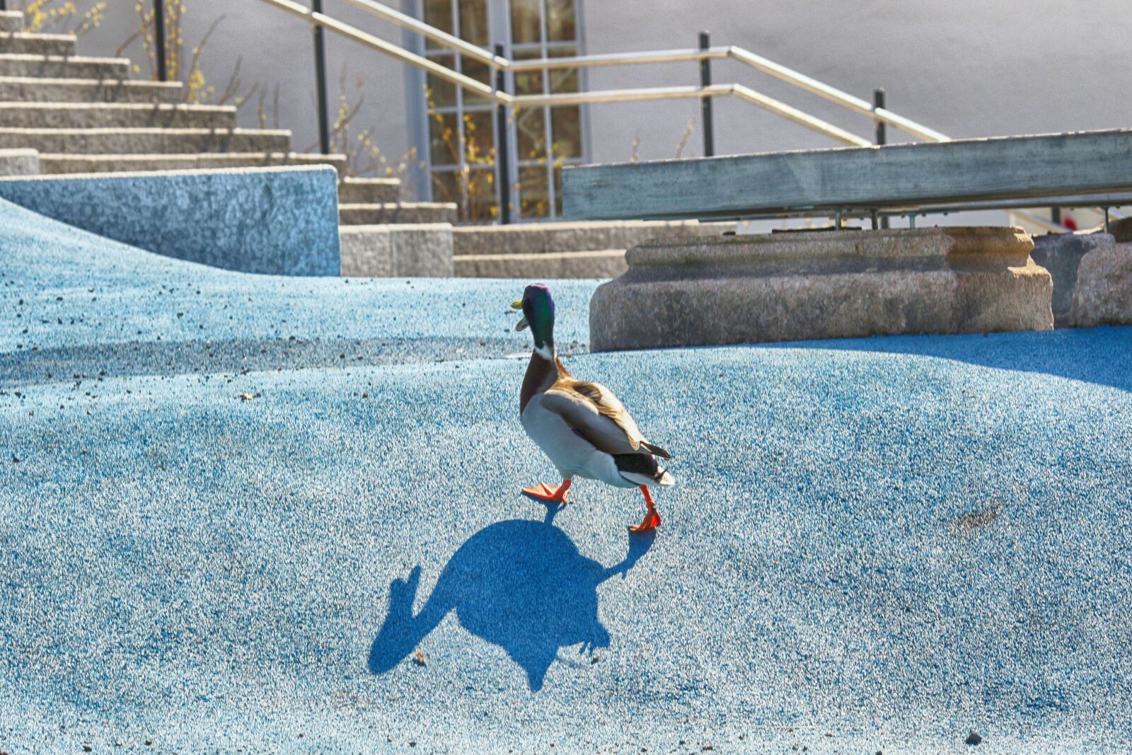 Canon EOS 7D Mark II + Canon EF 135mm F2L USM sample photo. Duck, animal, nature photography