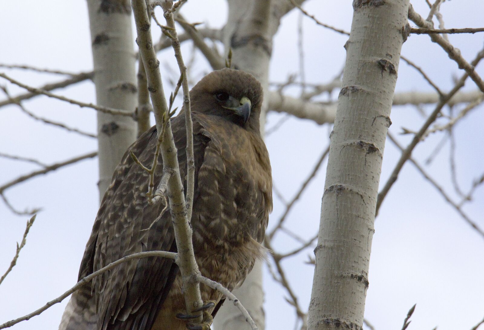 Canon EOS 550D (EOS Rebel T2i / EOS Kiss X4) sample photo. Red, tail, hawk photography
