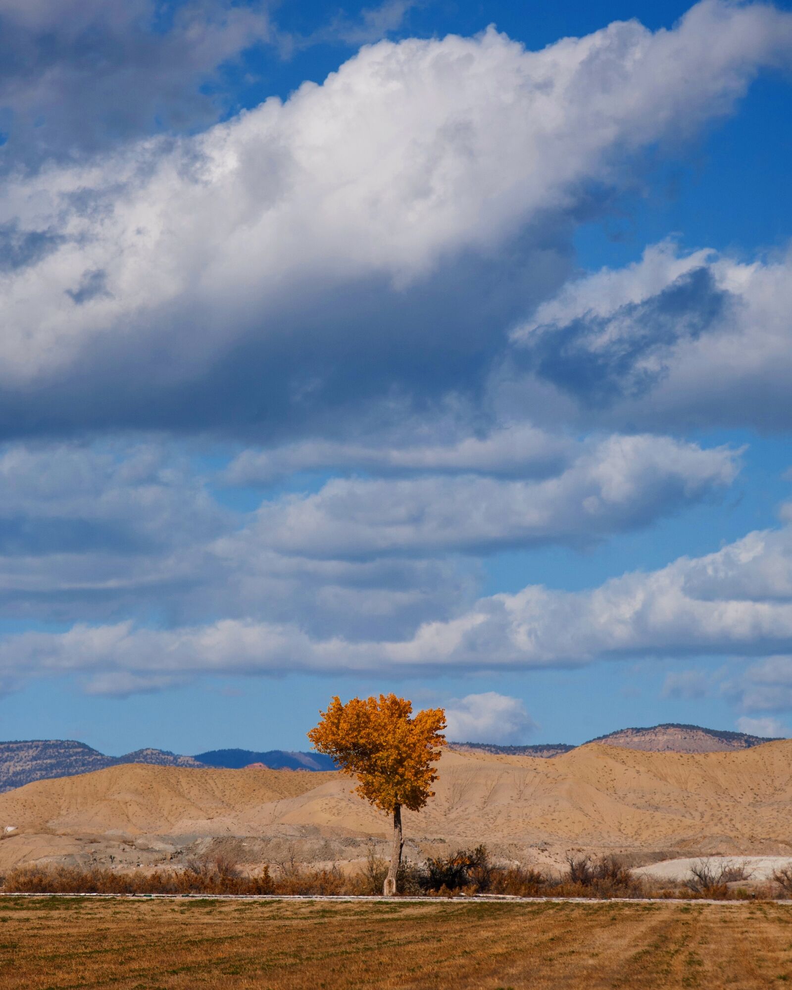 Canon EOS 5D + Canon EF 70-200mm F2.8L IS USM sample photo. Autumn, clouds, tree photography